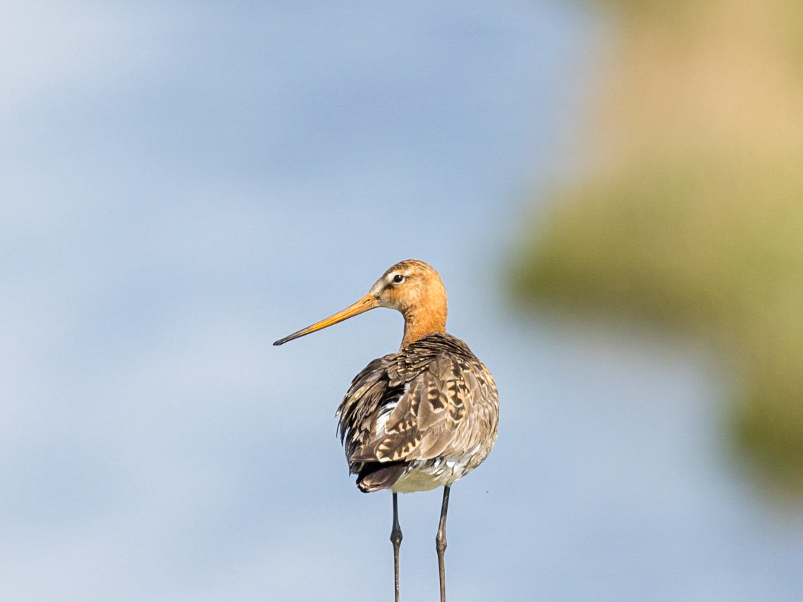 BJB fotografie - Birds of Holland 2022