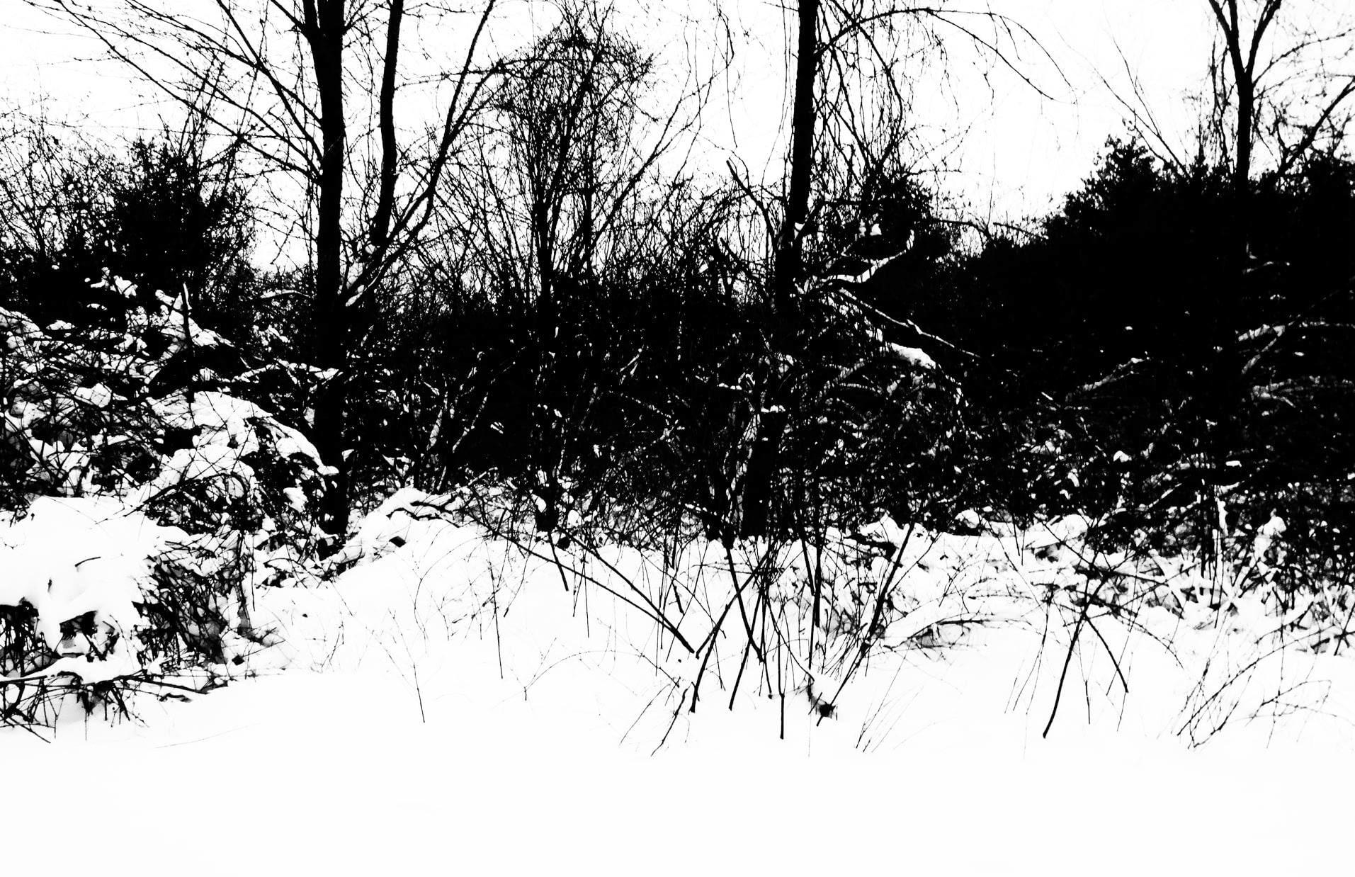 Winter Trees 11" x 17"