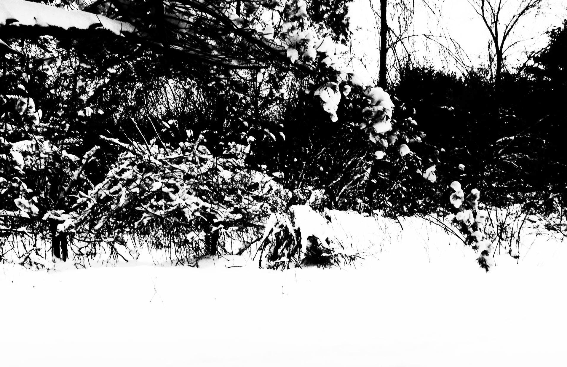 Winter Trees 11" x 17"