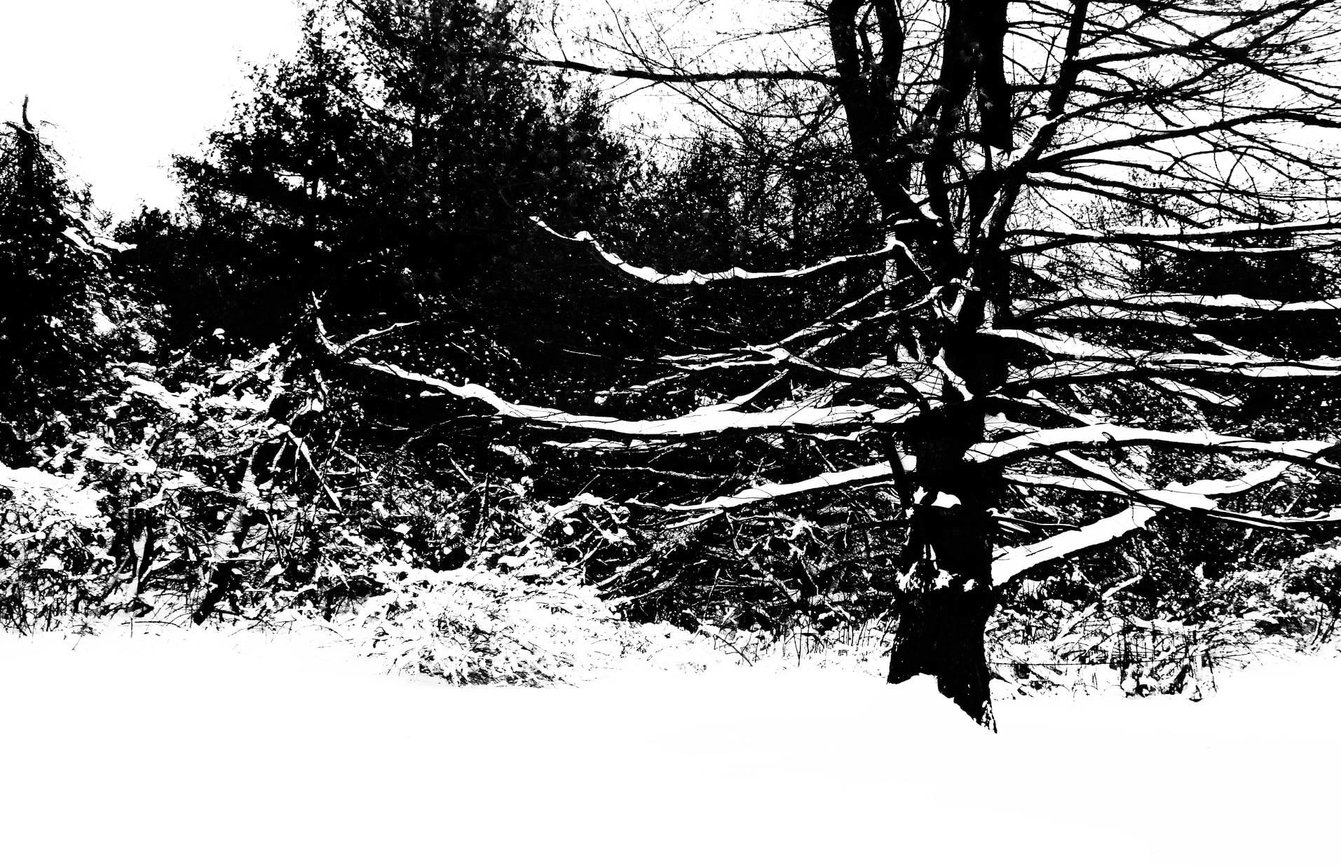 Winter Trees 11" x 17"