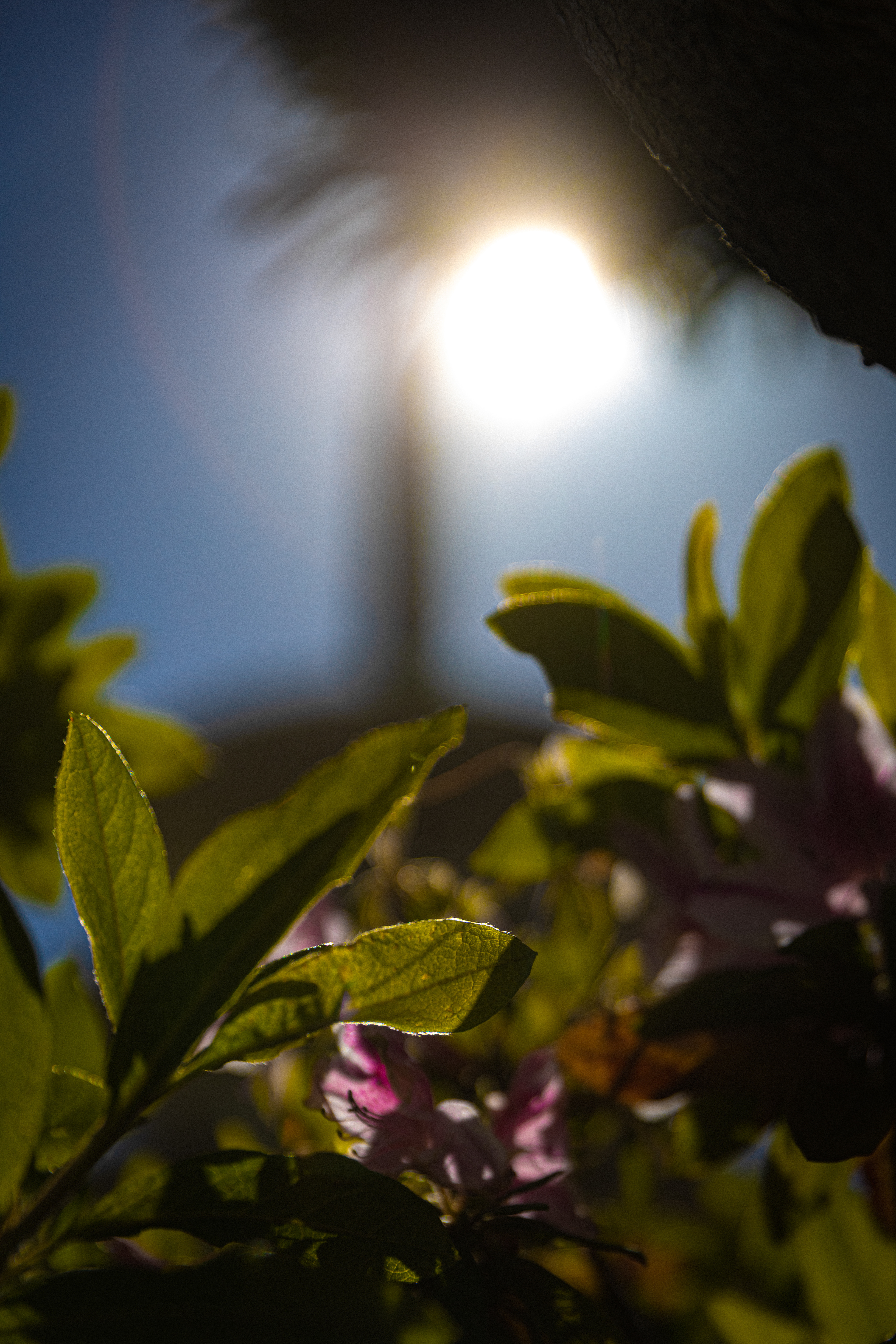 EOS RP | EF 24-70 f/2.8L II