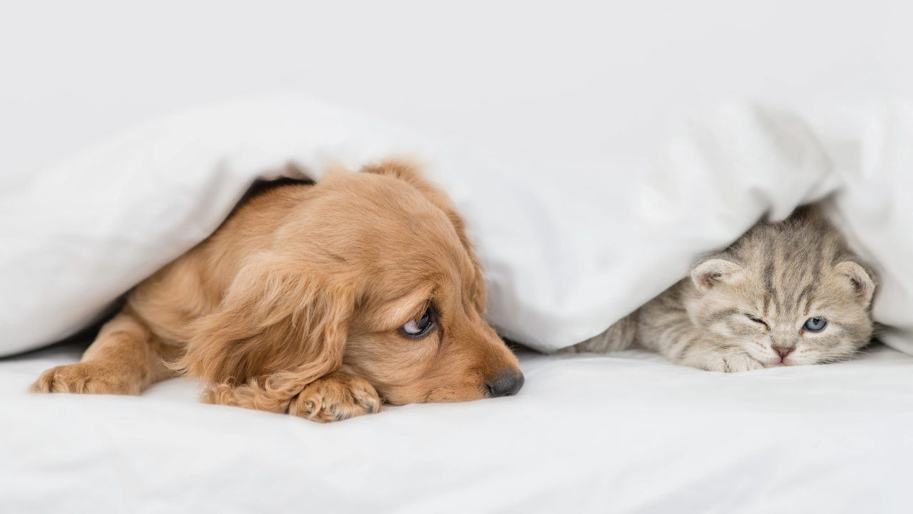 Pets at home. DOg and Cat under the sheets.
