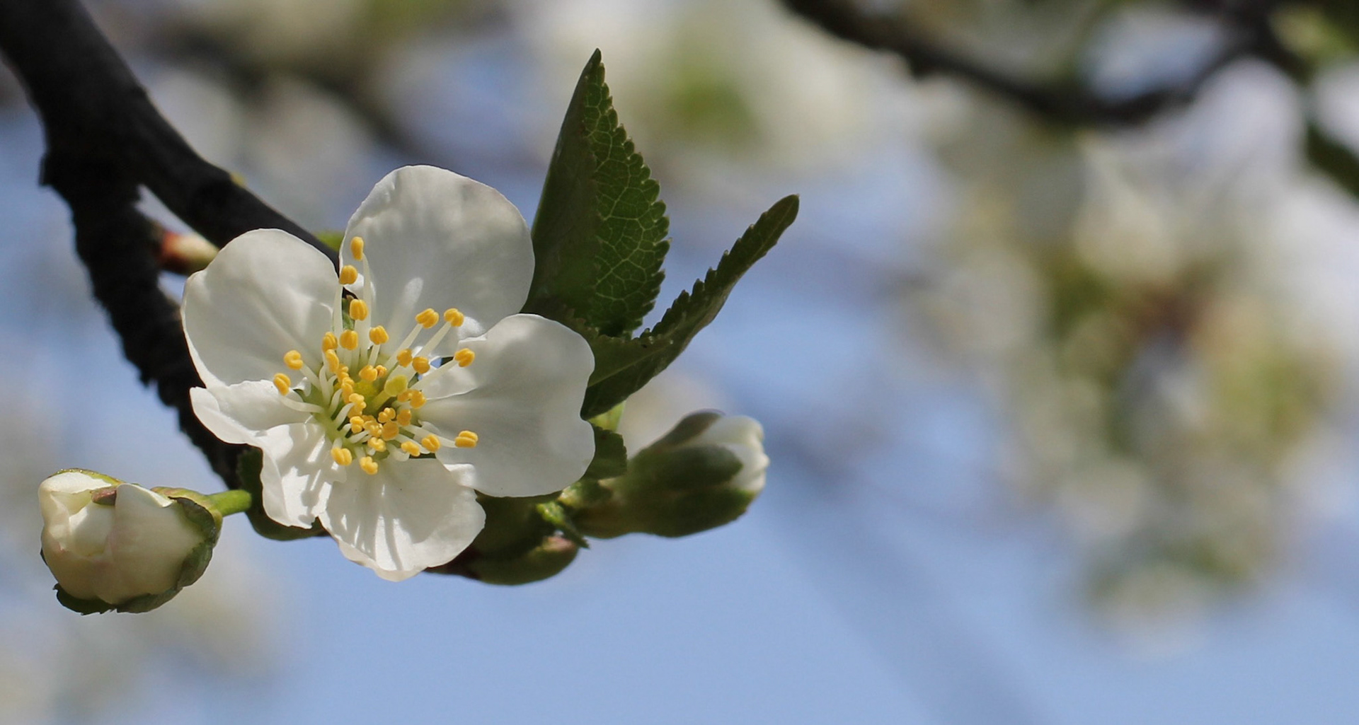 Perfect single open cherry blossom