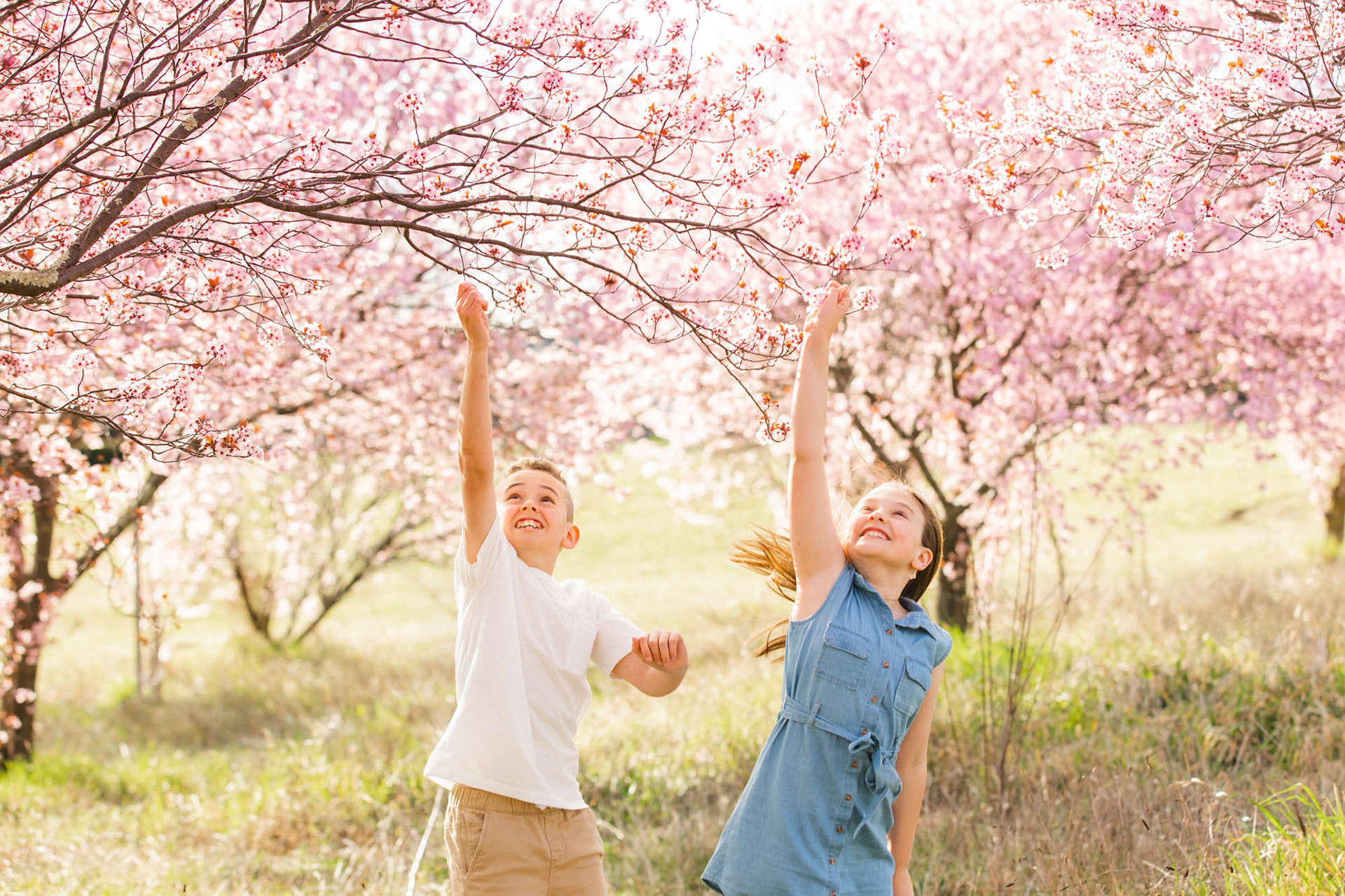 Spring family photo session in the cherry blossoms in Canberra. © Olia Photography
