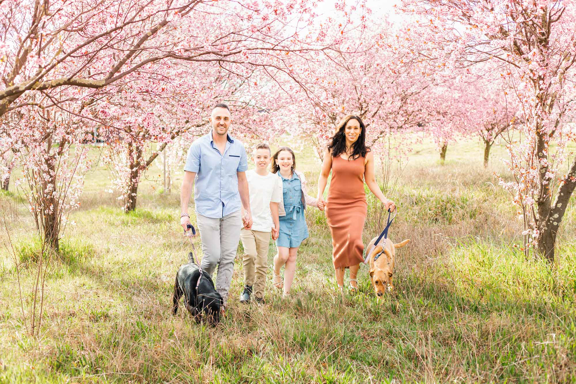 Spring family photo session in the cherry blossoms in Canberra. © Olia Photography