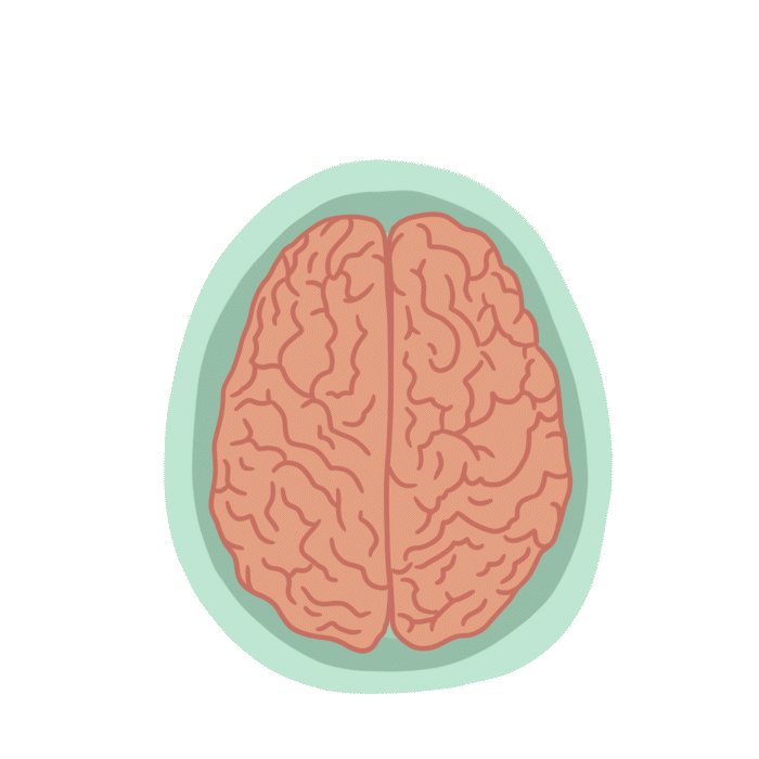 Hemispherectomy made for OSF HealthCare