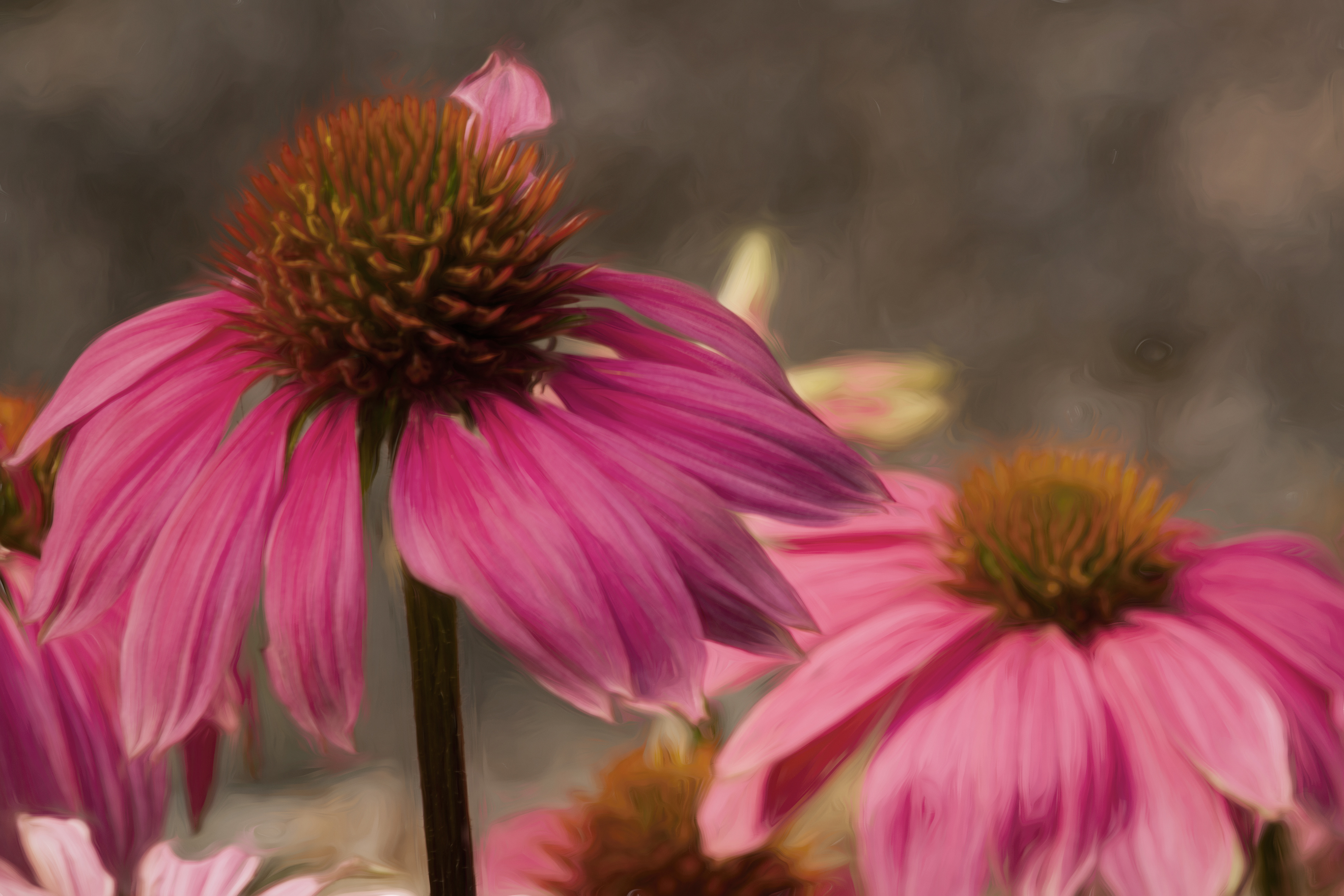 Coneflowers