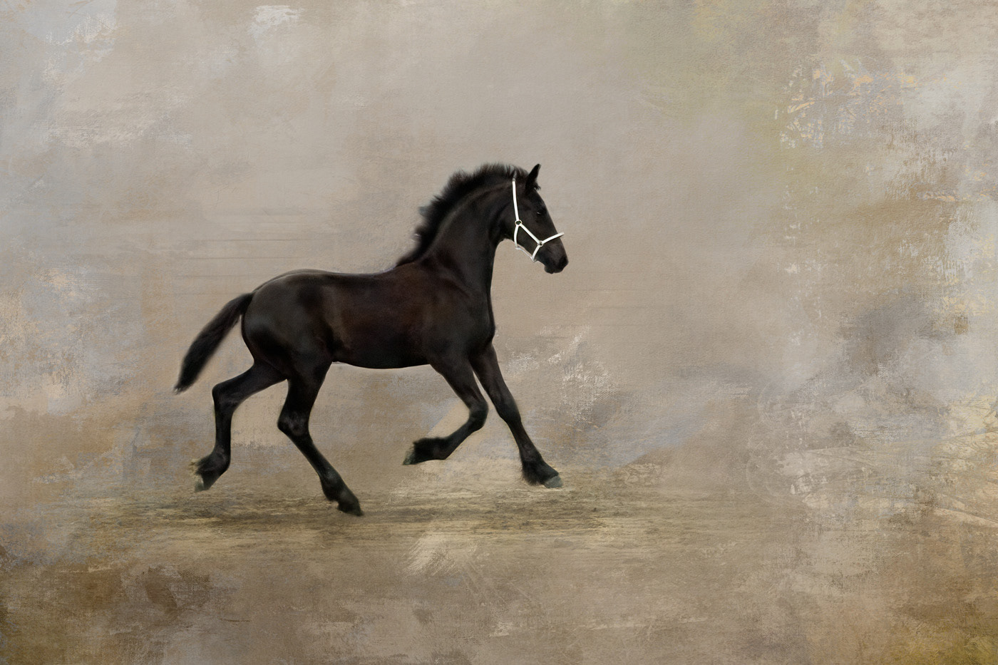 Friesan Filly