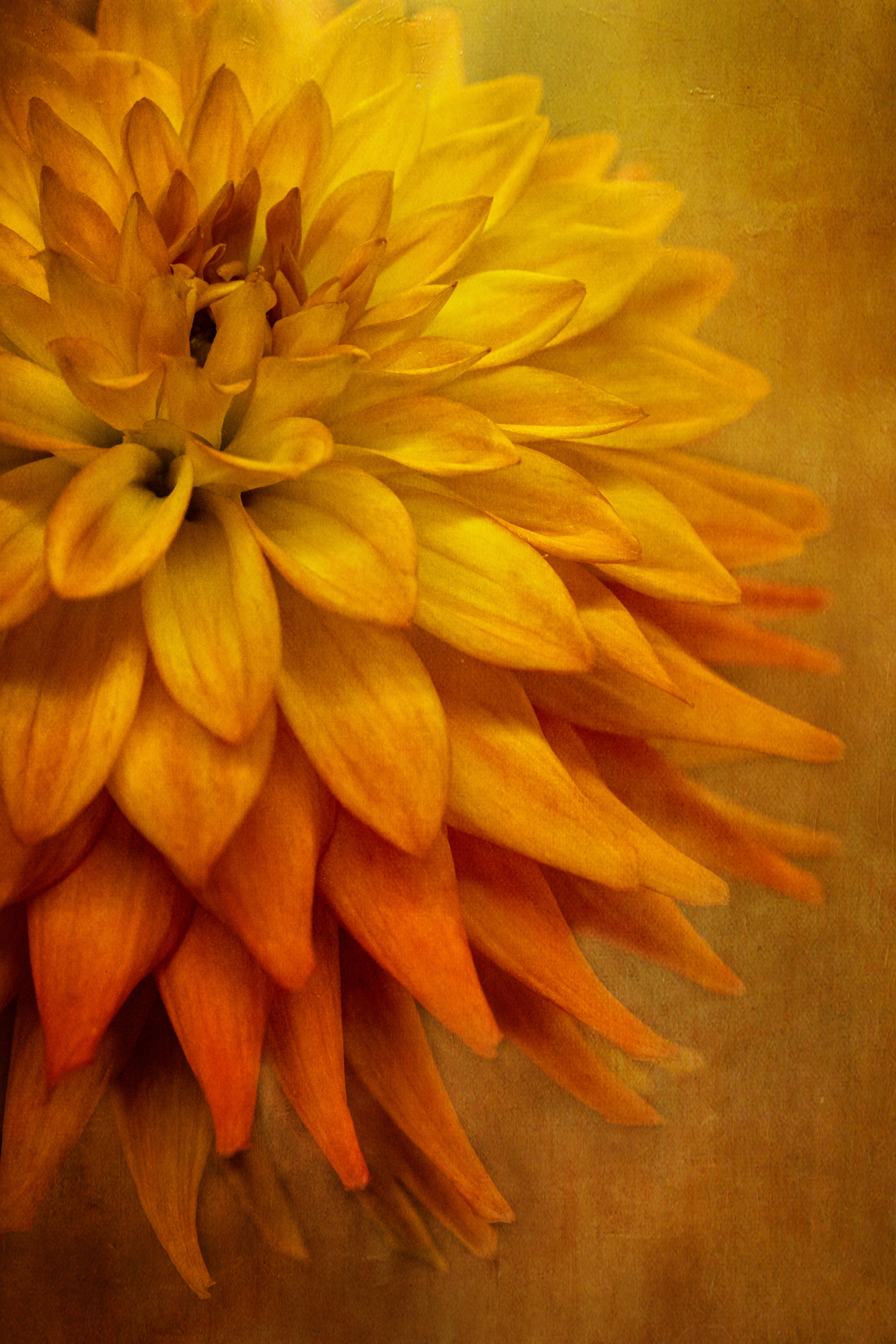 Dahlia