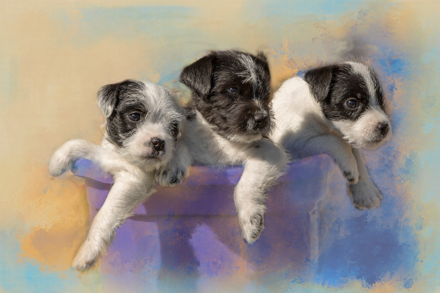 A Bucket of Puppies, White Rock, BC