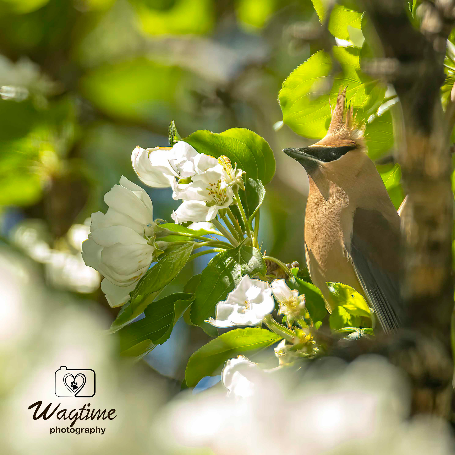 Cedar Waxwing