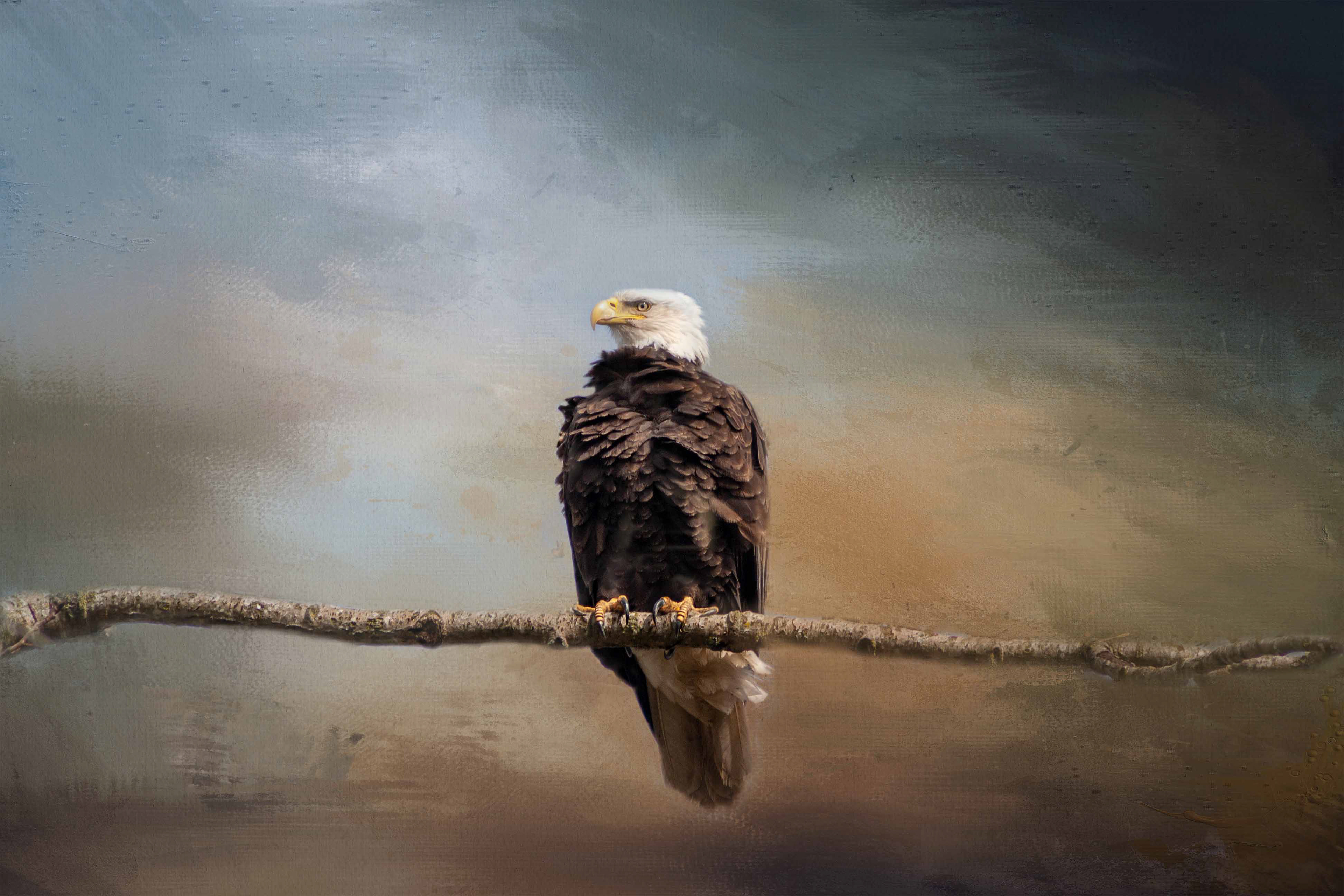 Bald Eagle, Surrey, BC