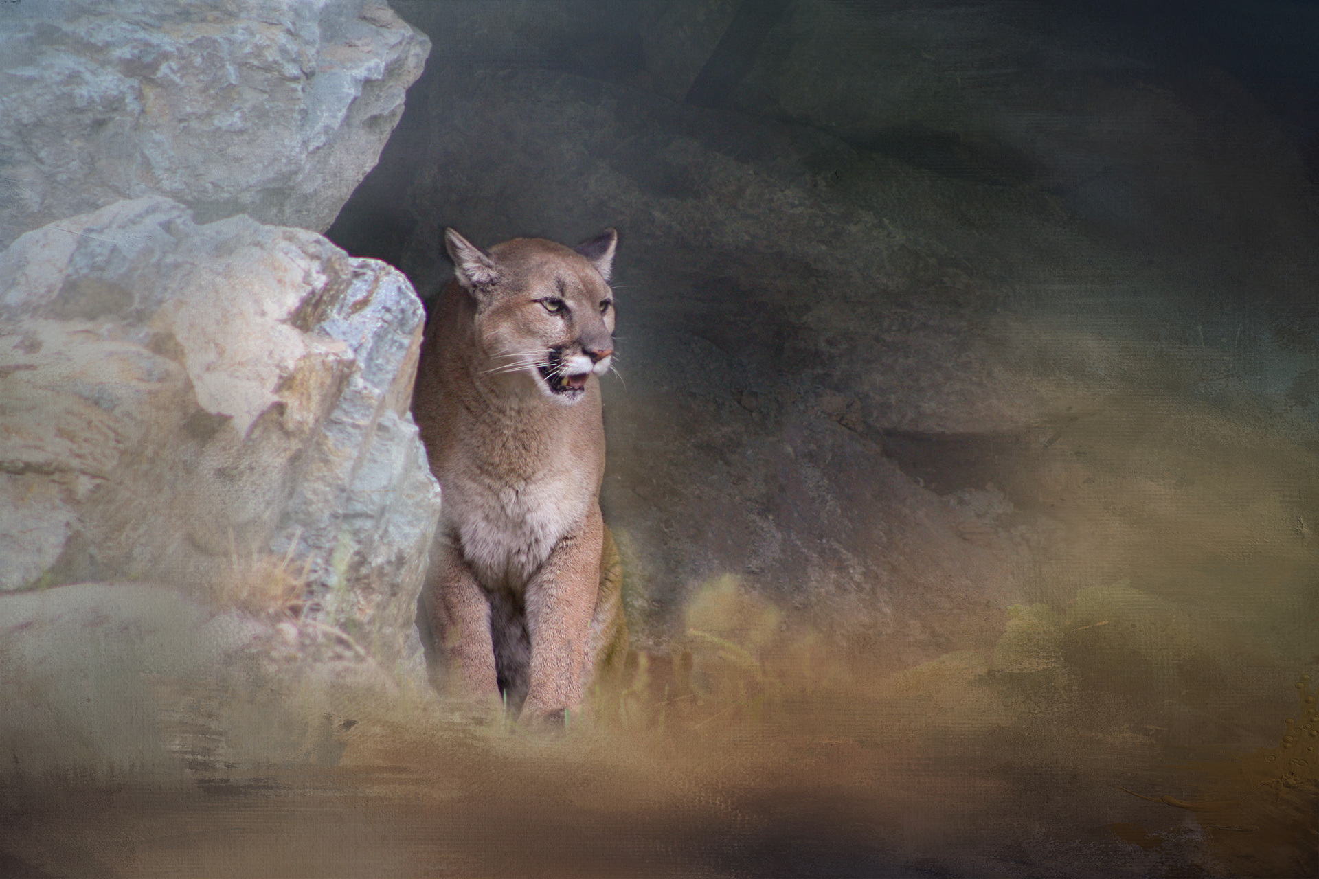 Cougar, Langley, BC