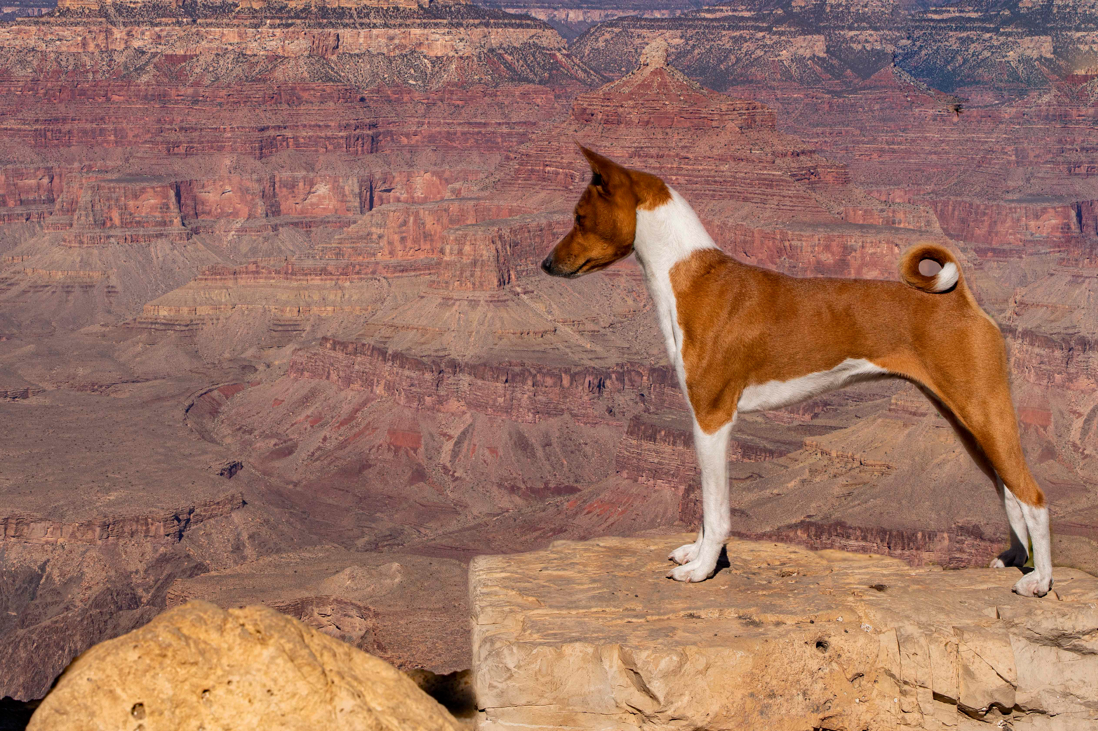 Chance at the Grand Canyon