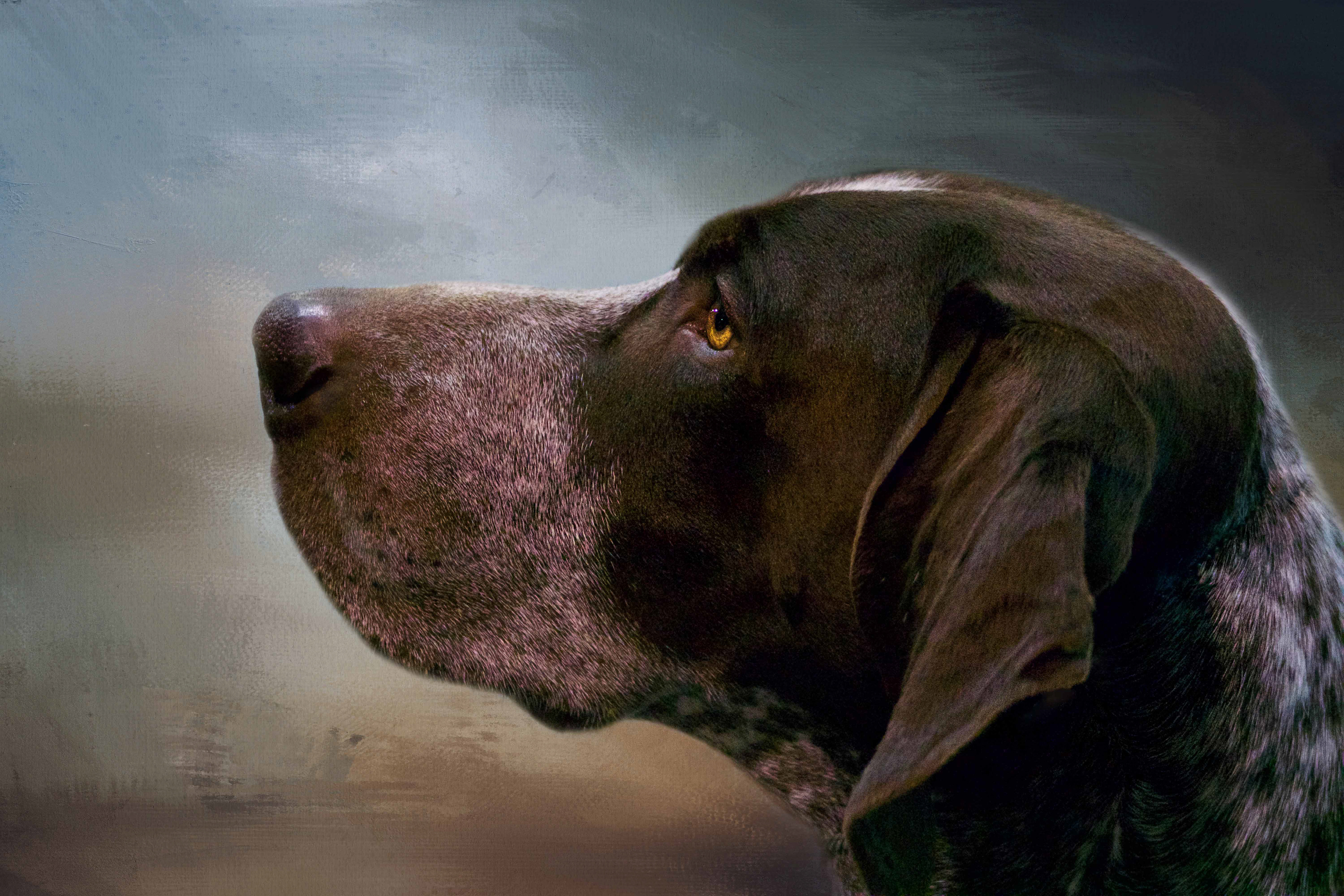 German Short Hair Pointer Stare, Chilliwack, BC. Texture not included in packages.