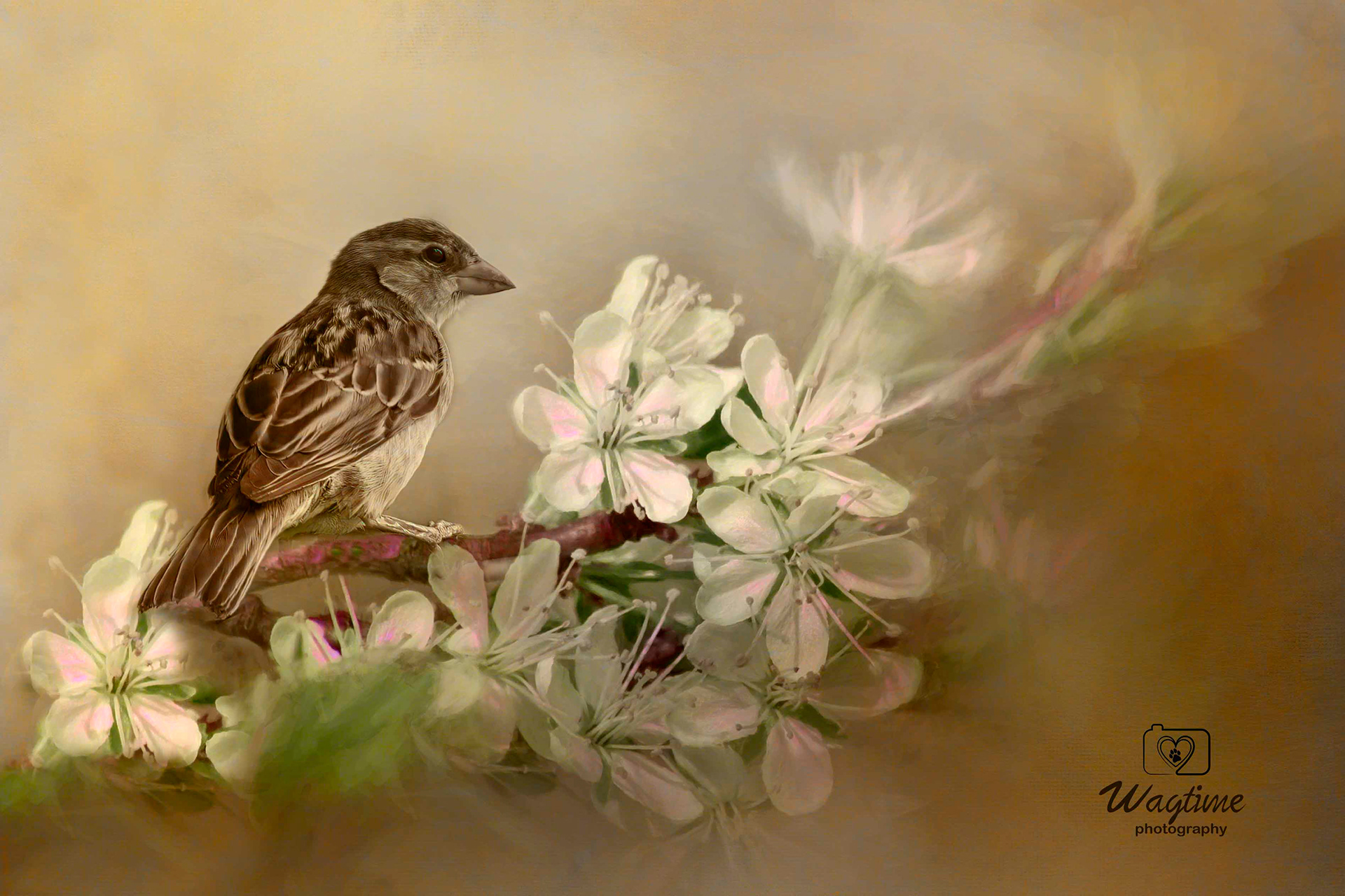 Sparrow and Blossoms