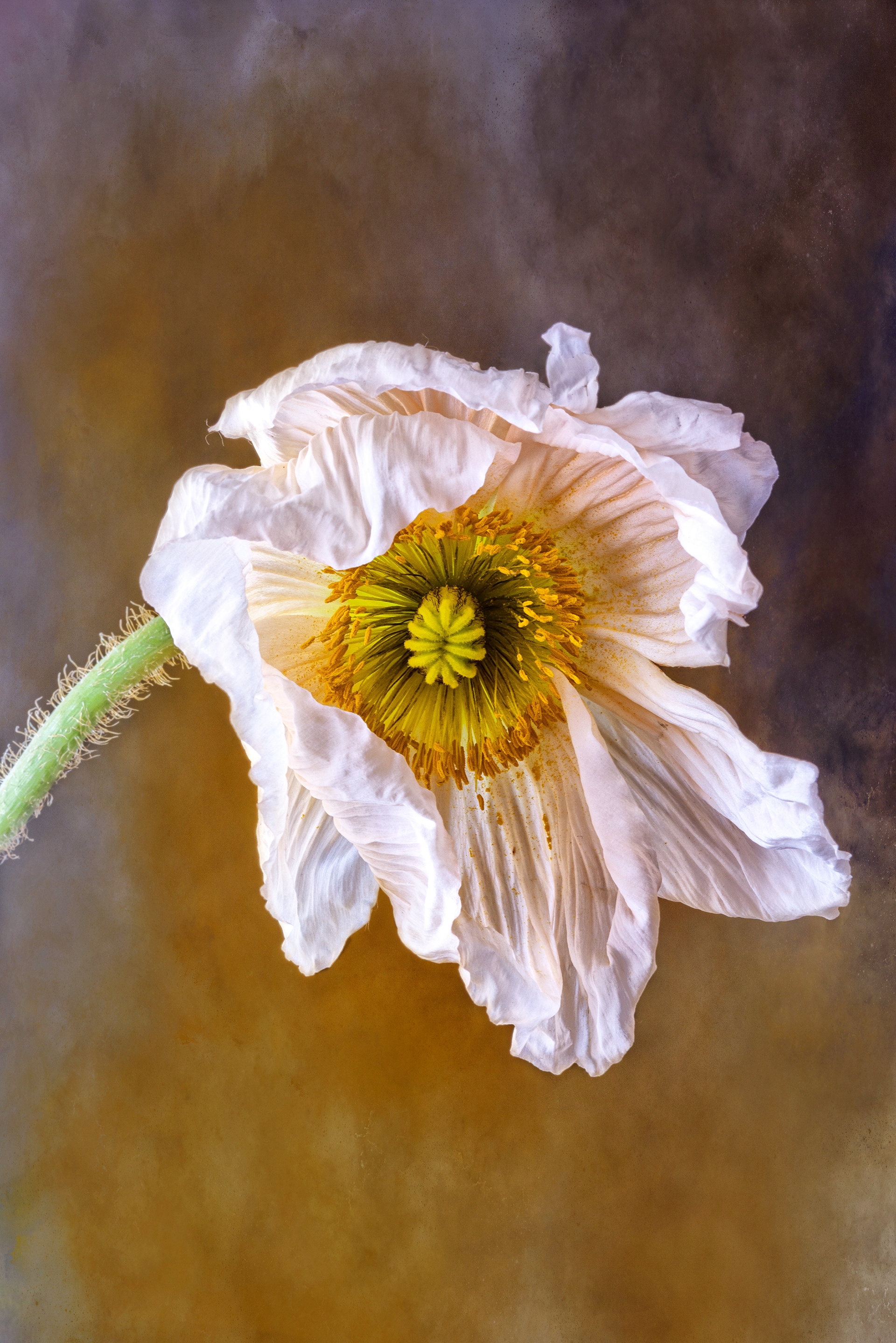Pink Poppy