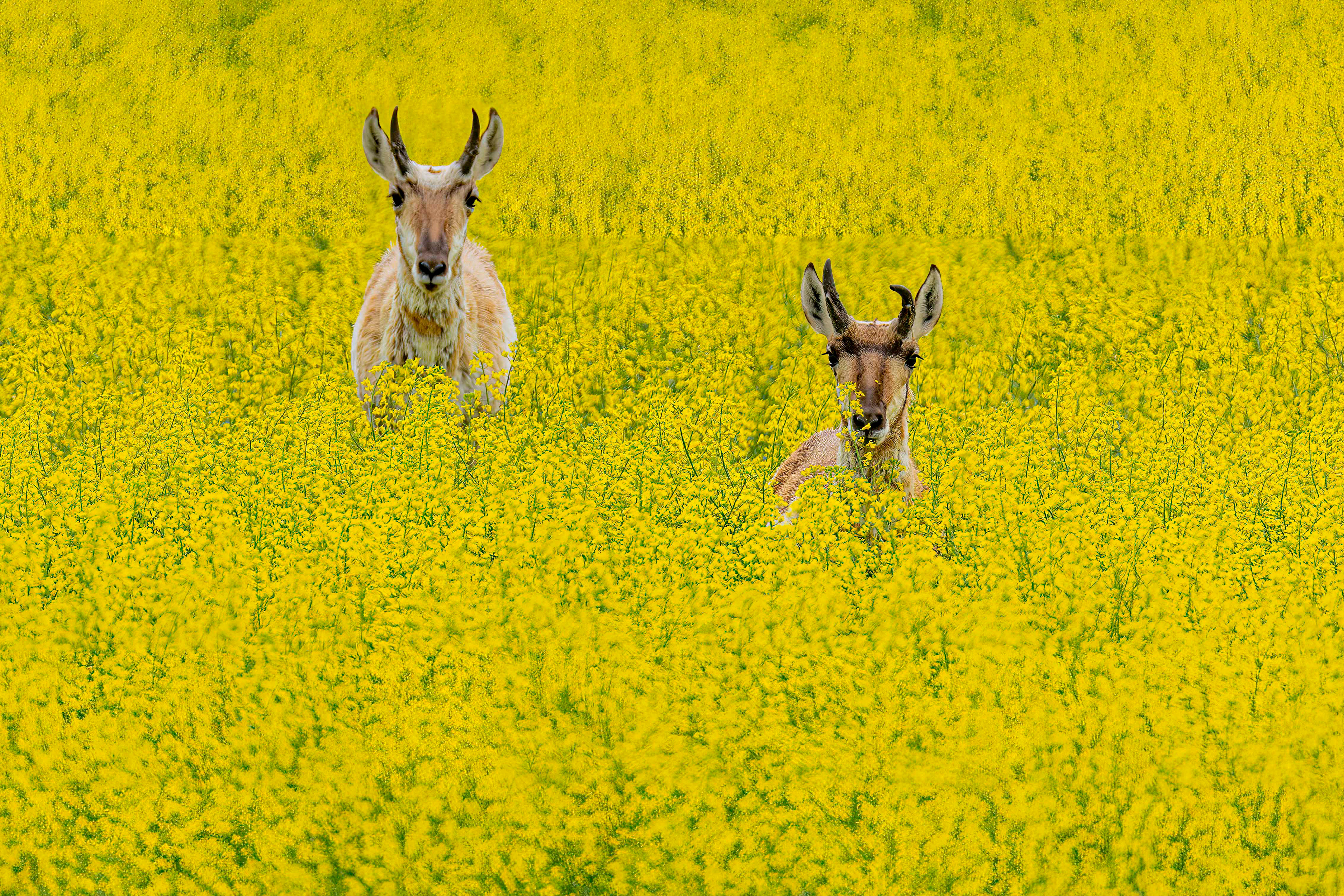 Pronghorns in Canola