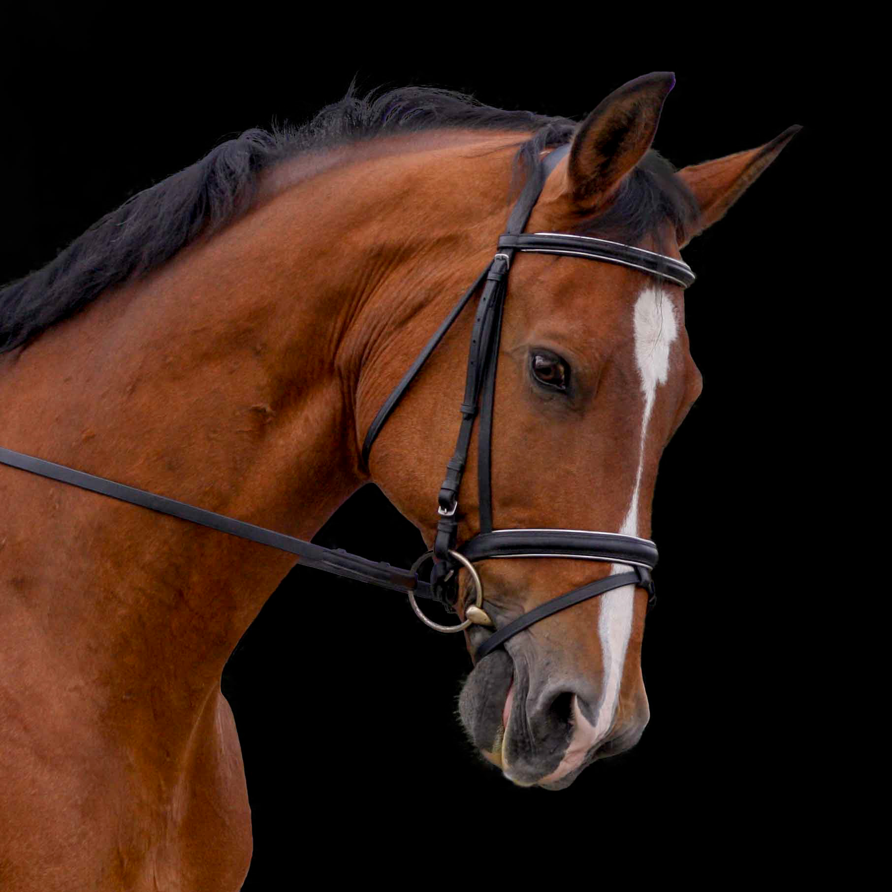 Jyl, a Prix St. George Level dressage warm blood. Black background not included in packages.