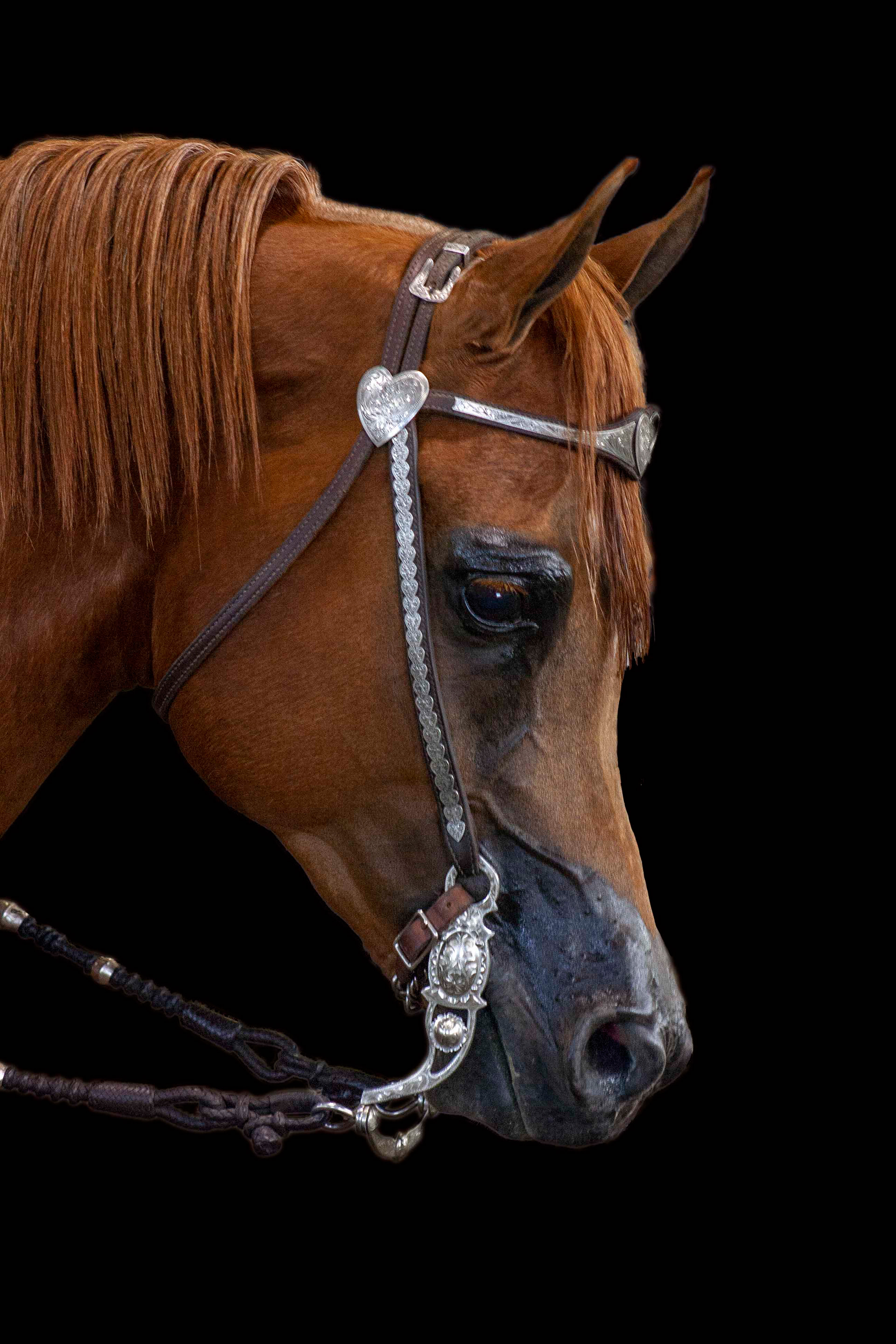 Western Style Arabian, Langley, BC. Black background not included in packages.