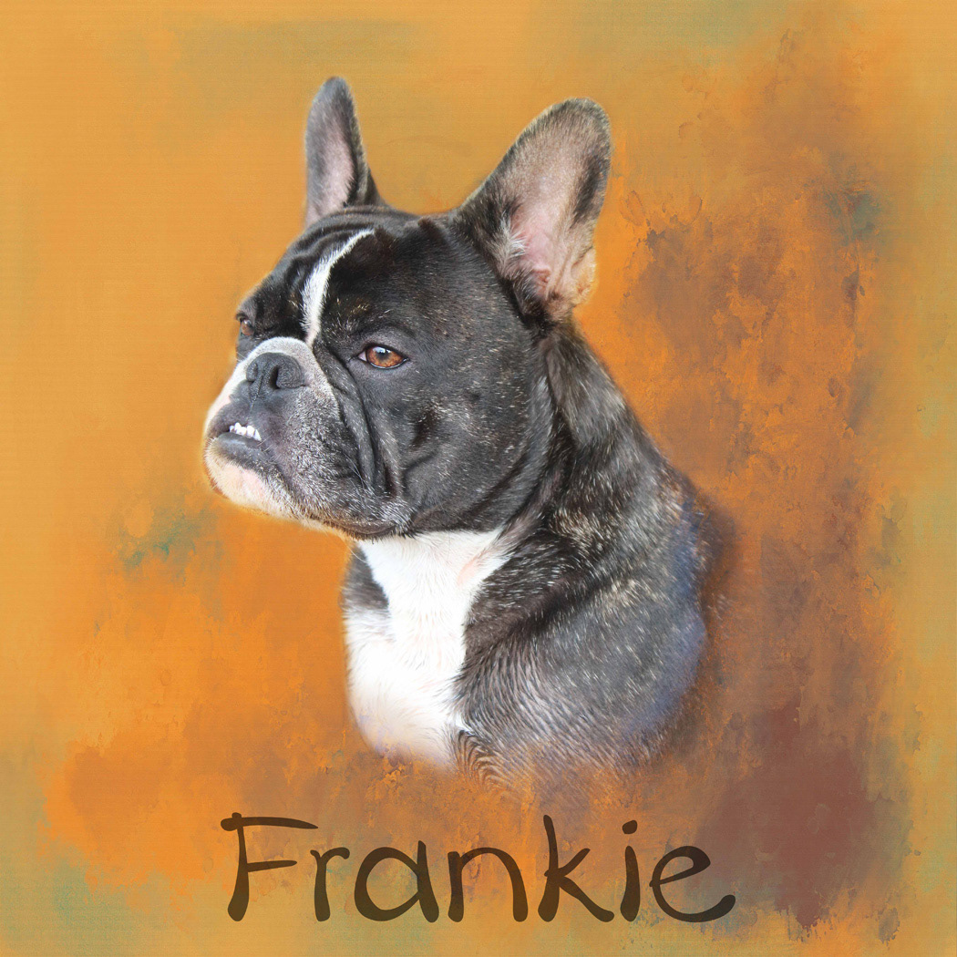 Frankie the Frenchie, Abbotsford, BC
