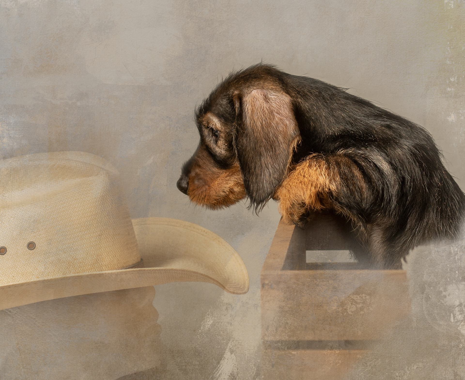 Curious puppy