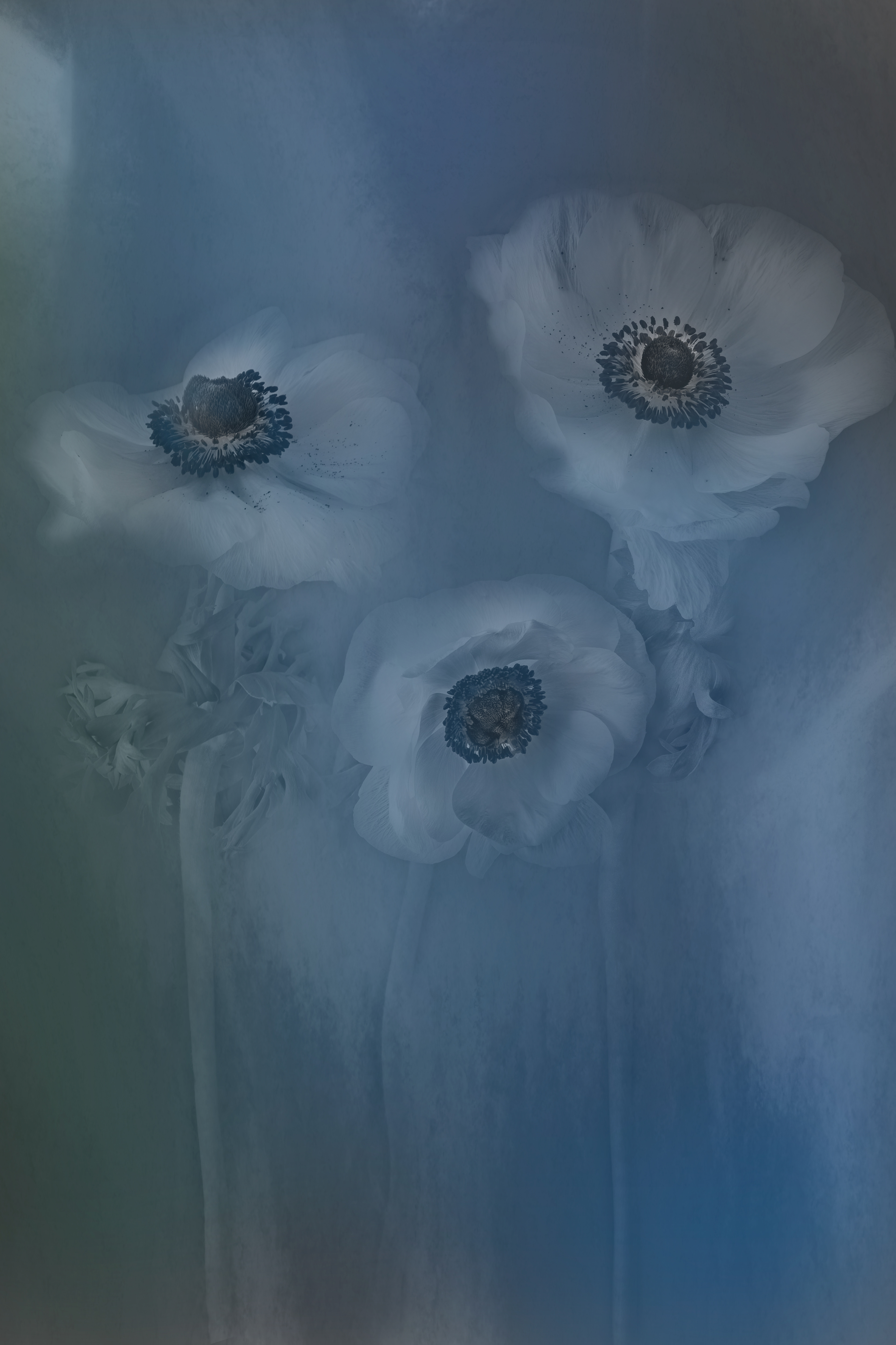 Poppy Trio