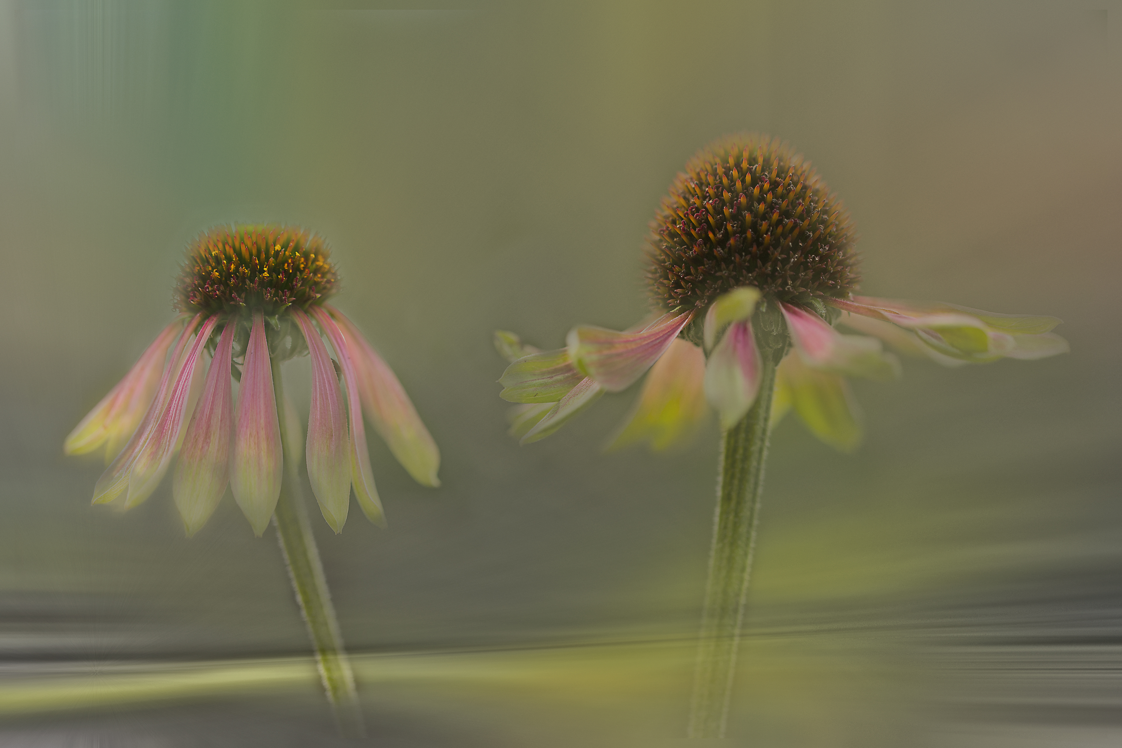 Coneflower Aurora