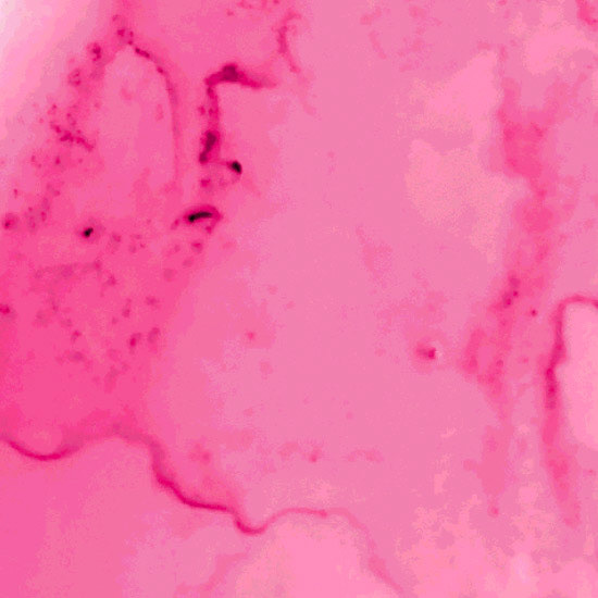 spill #3 (beet juice), pink #3