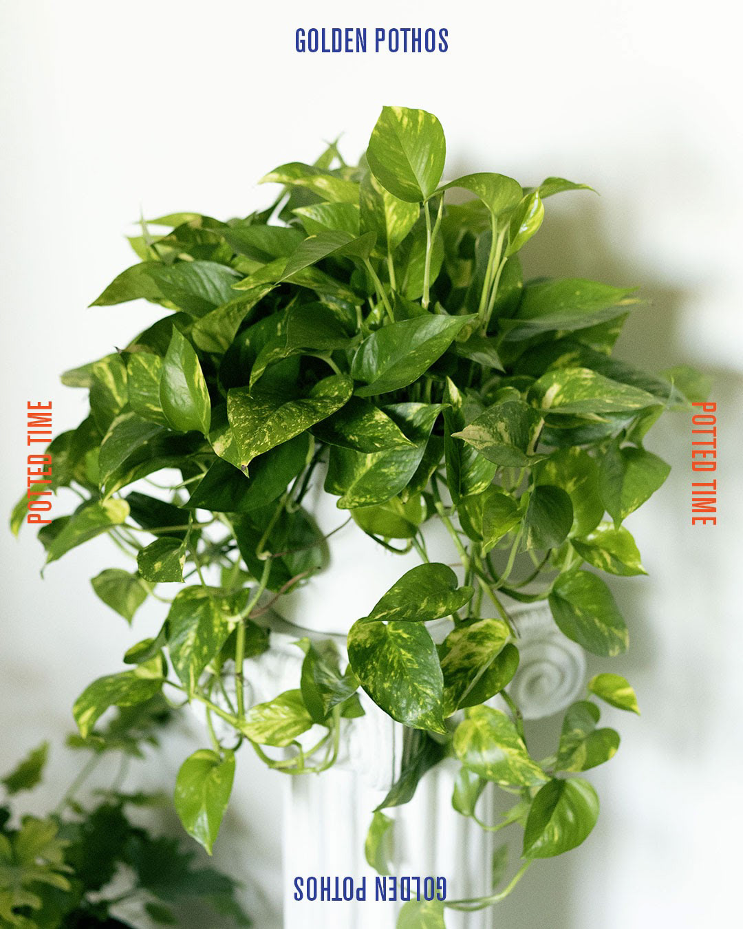 Product image on www.pottedtime.com