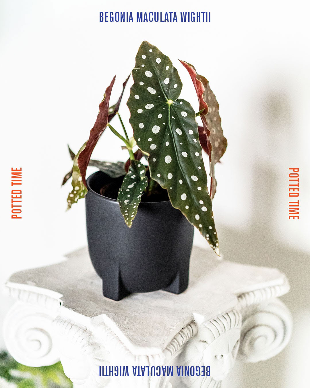 Product image on www.pottedtime.com