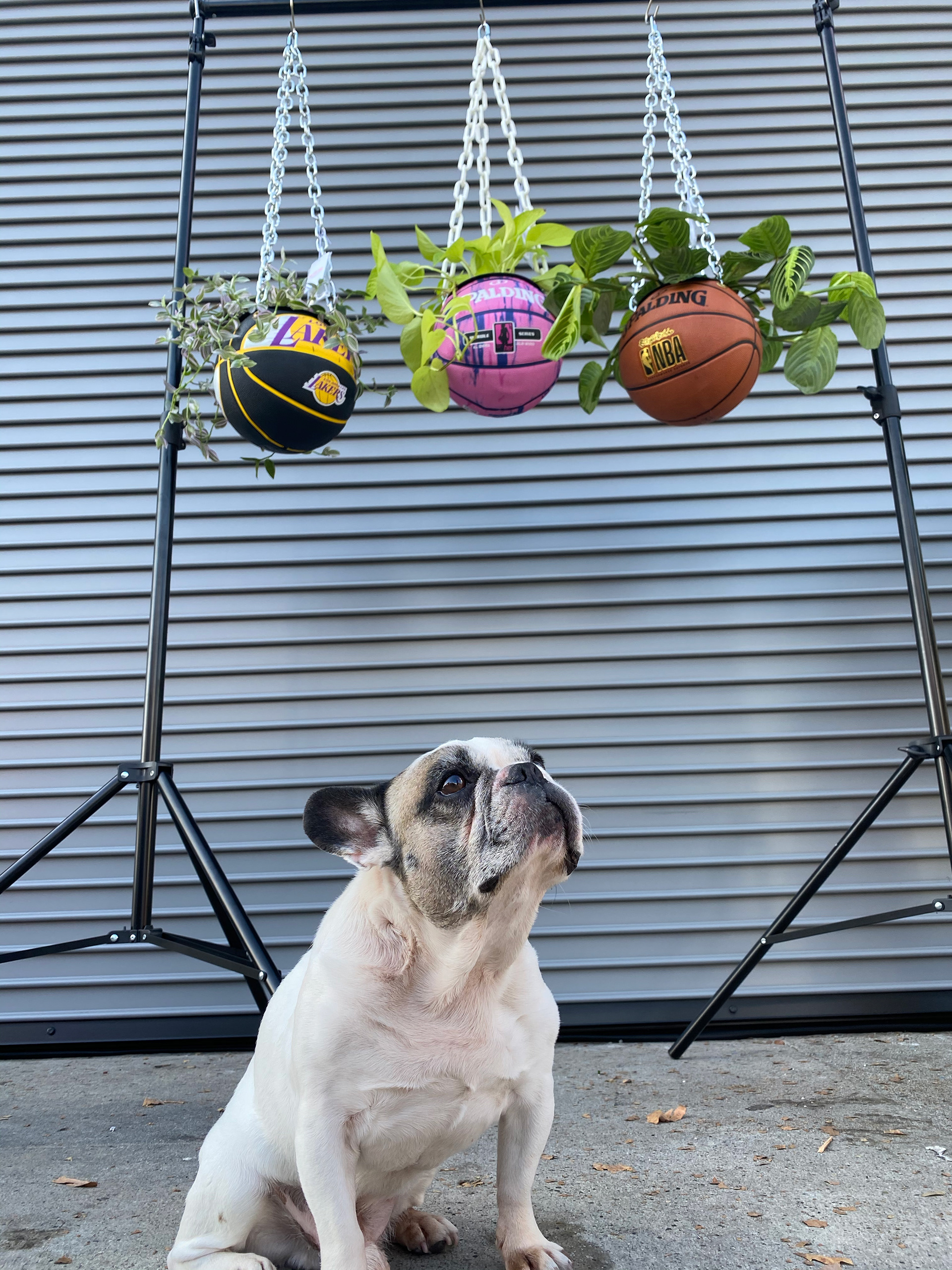 Ace the Frenchie, at the Agency Pop Up