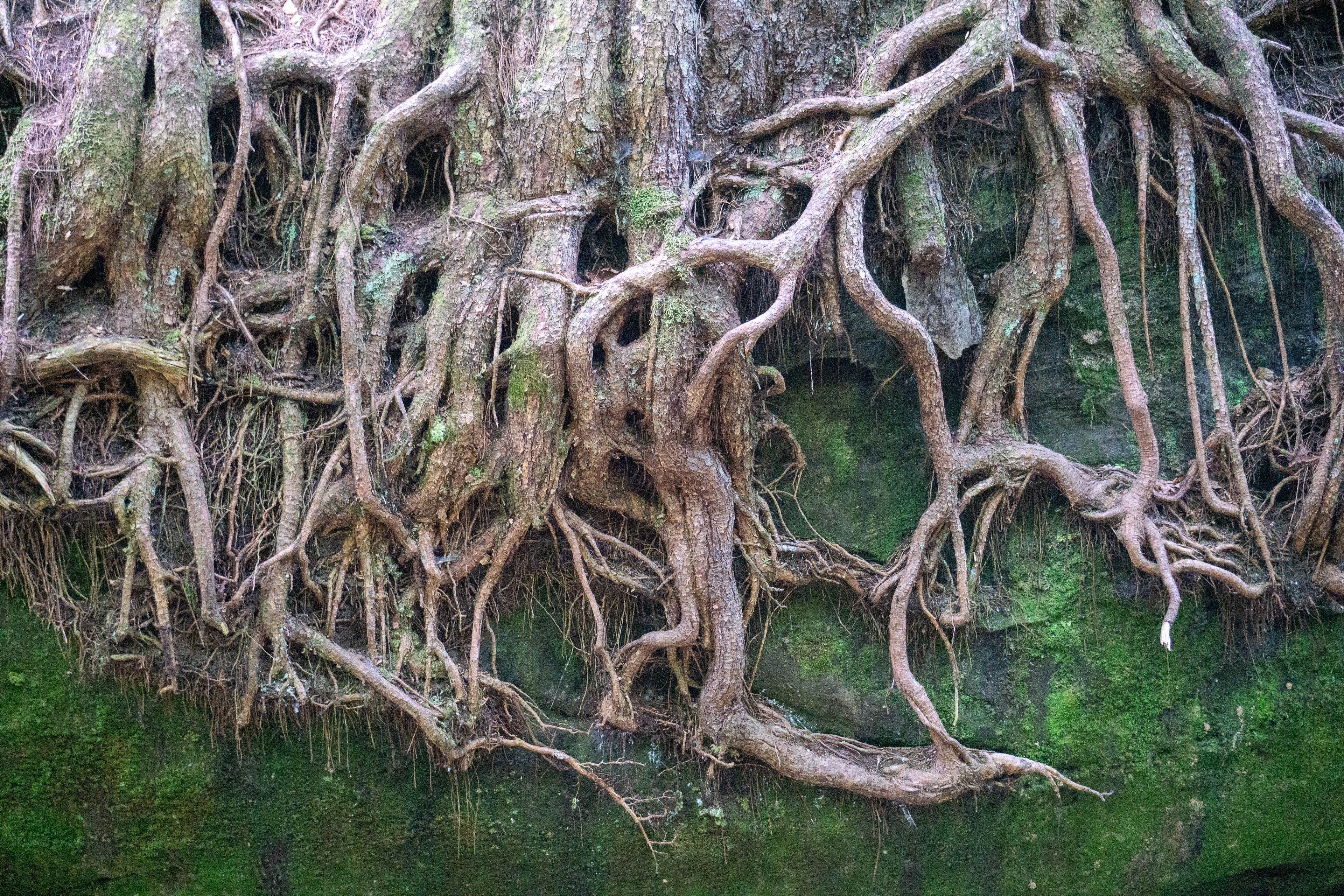 Rooted in this place