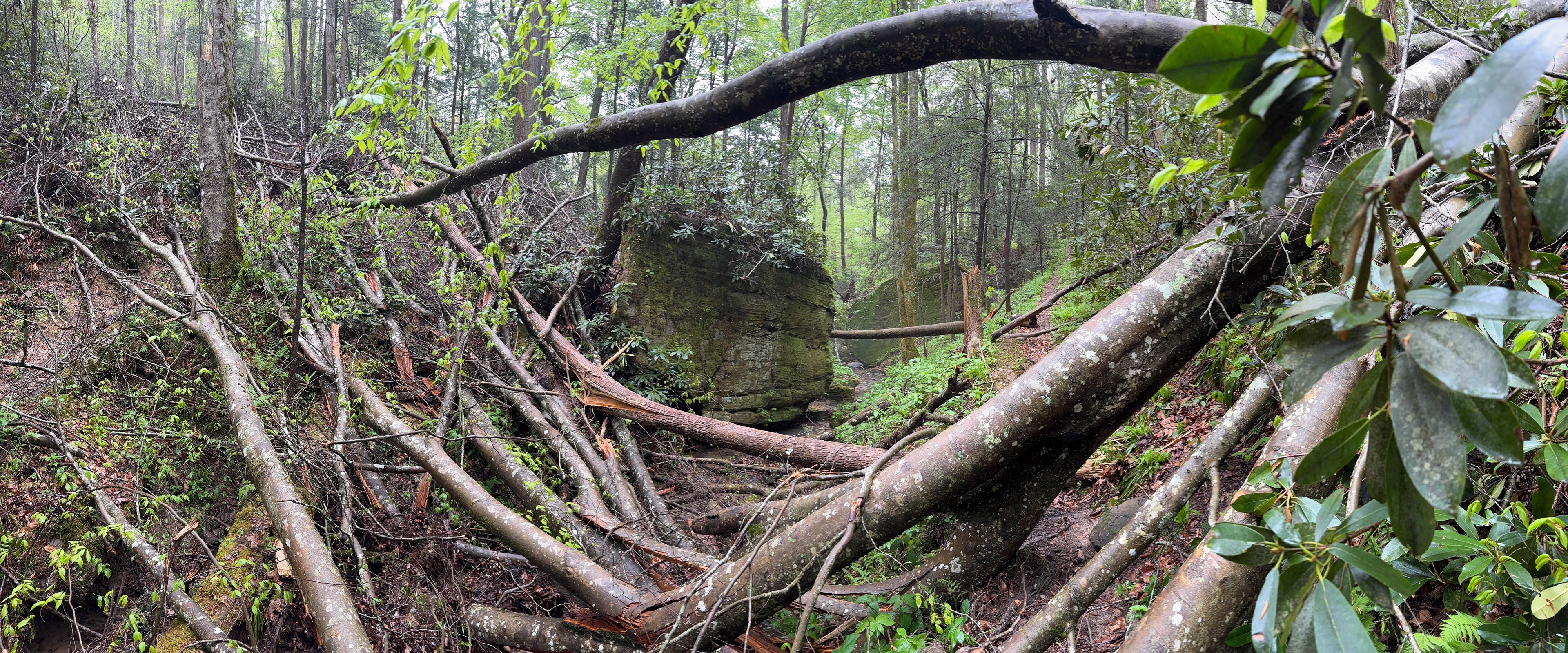 Navigating some downed trees