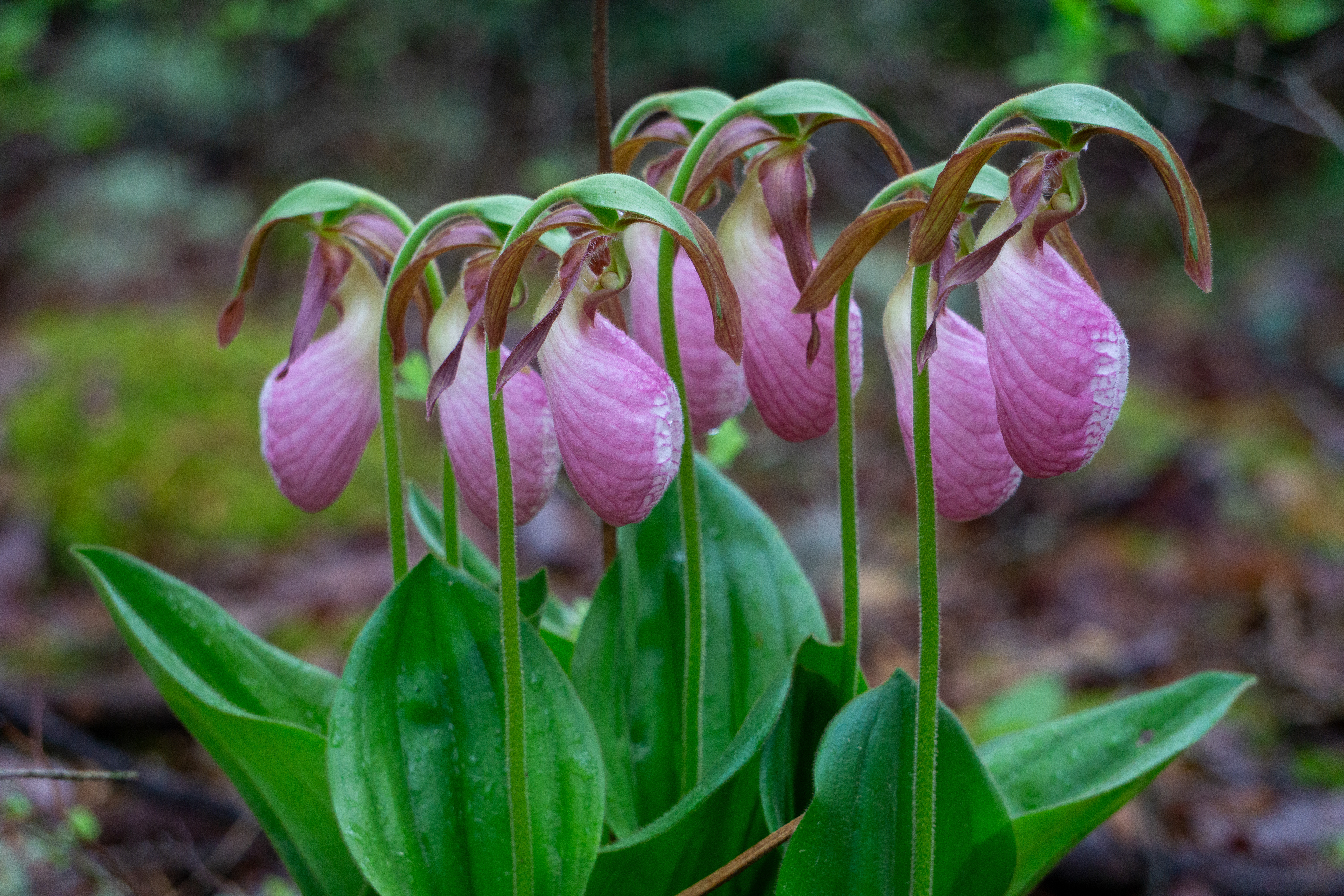 Pink lady slippers