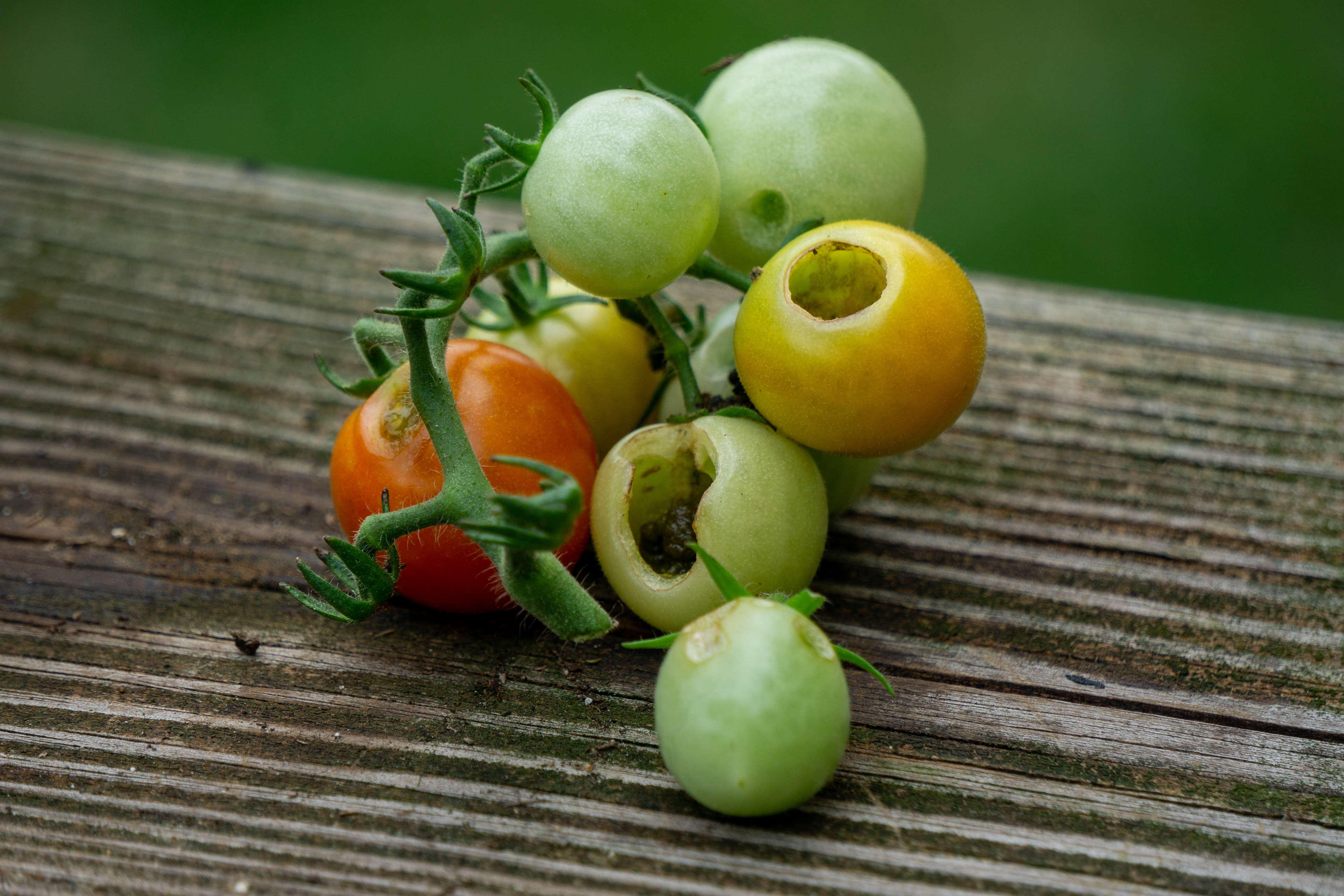 Fruitworm's dirty work
