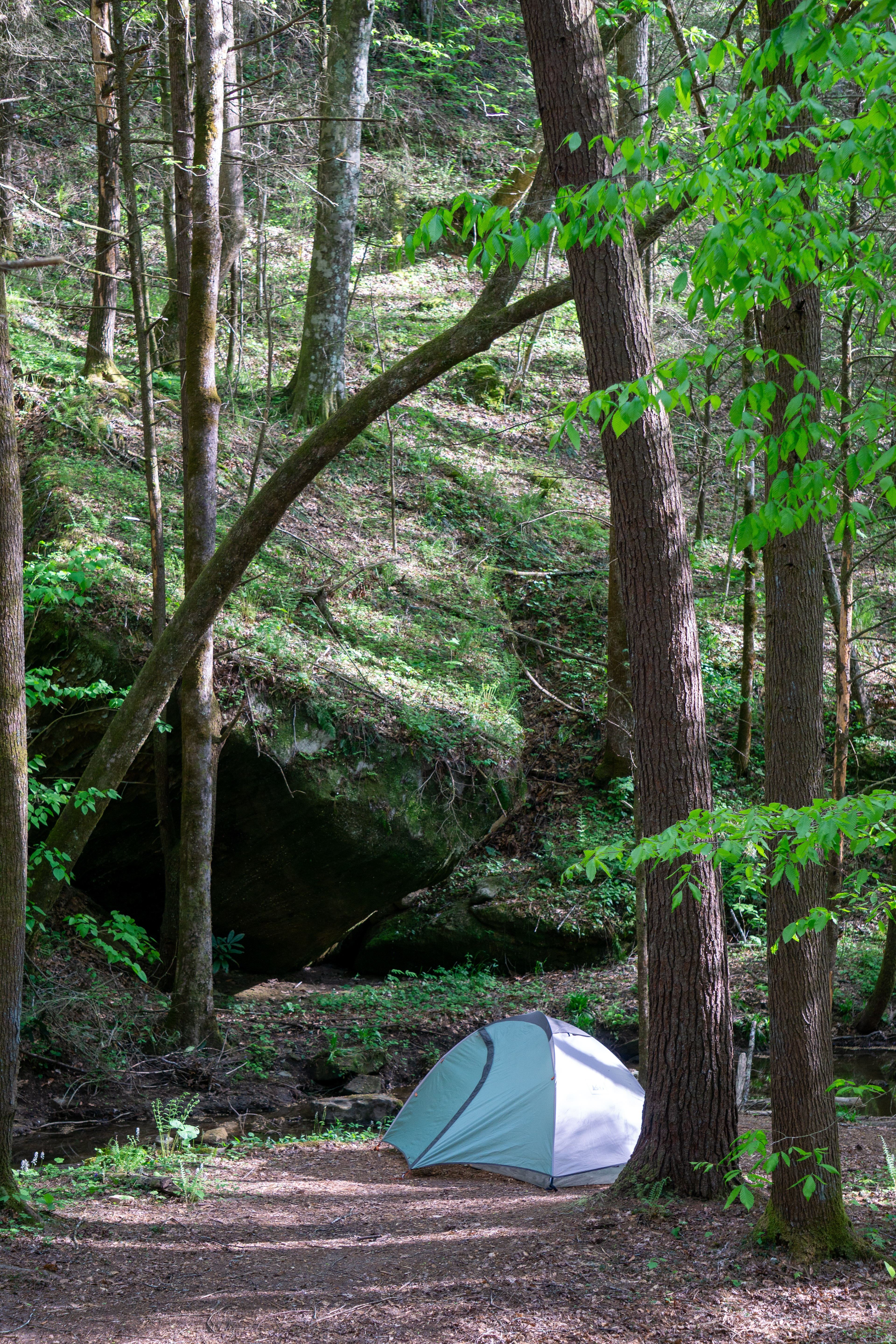 Last night in the national forest