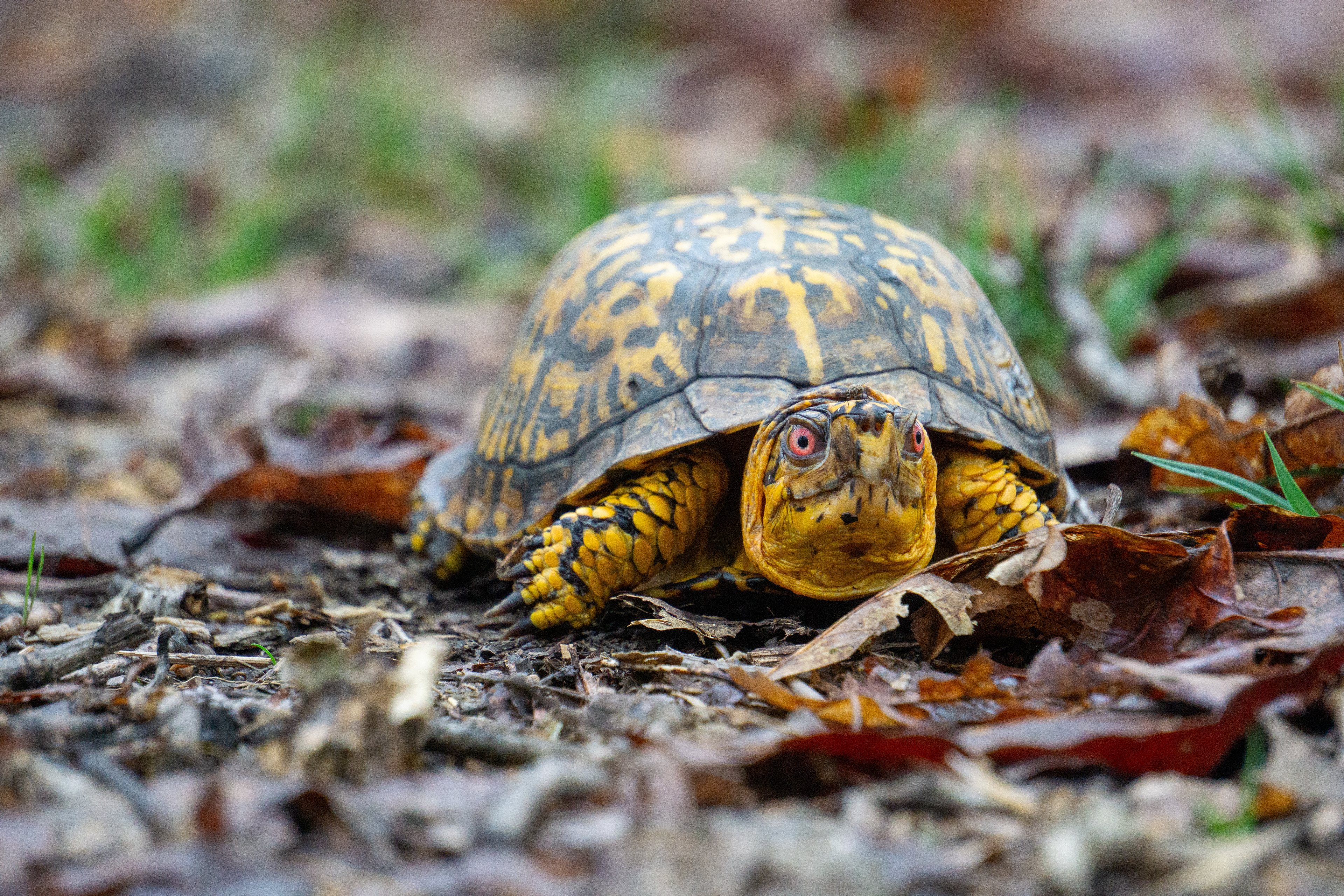 Sheltowee is Shawnee for "Big Turtle" and this guy was the welcoming party