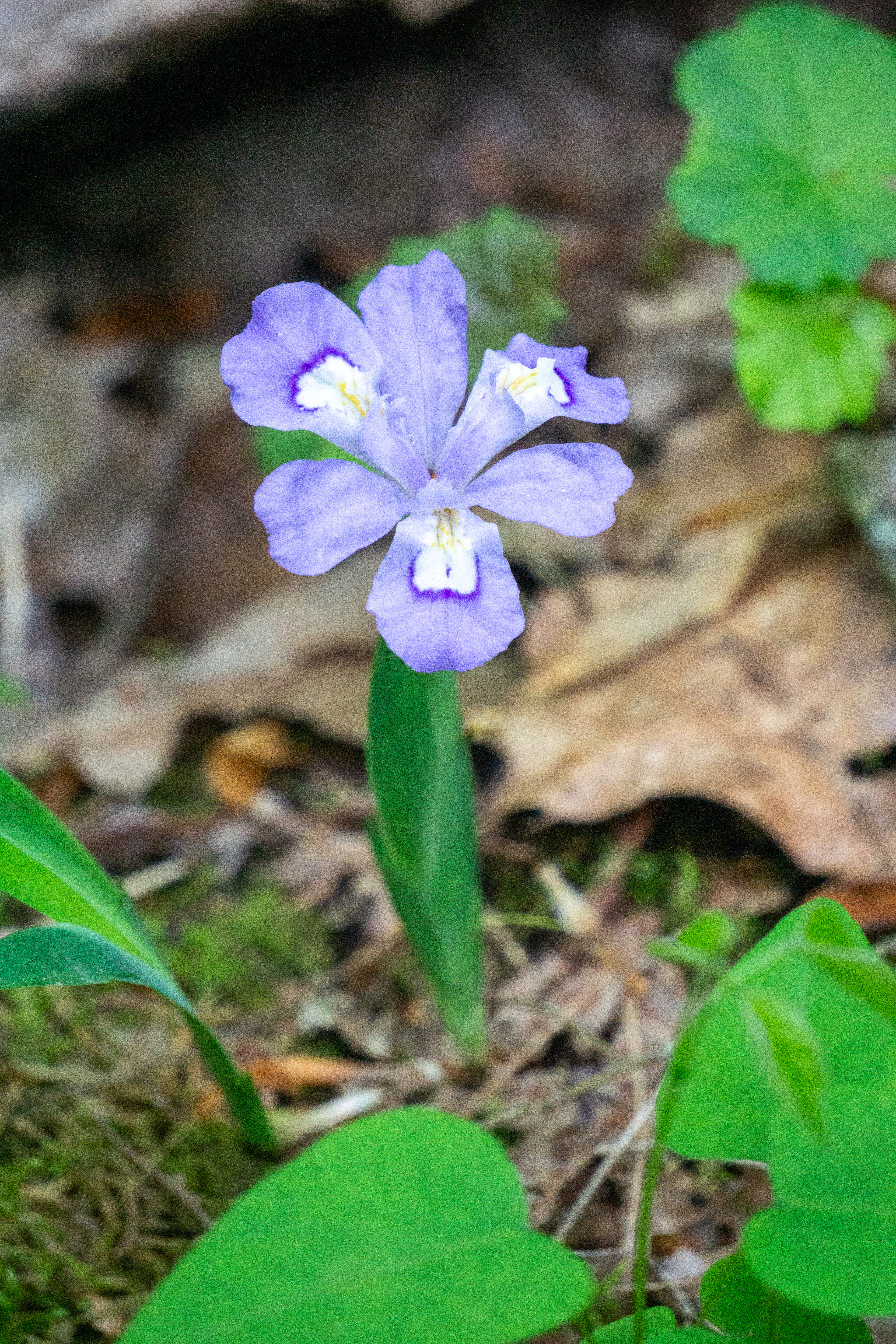 Wild Iris