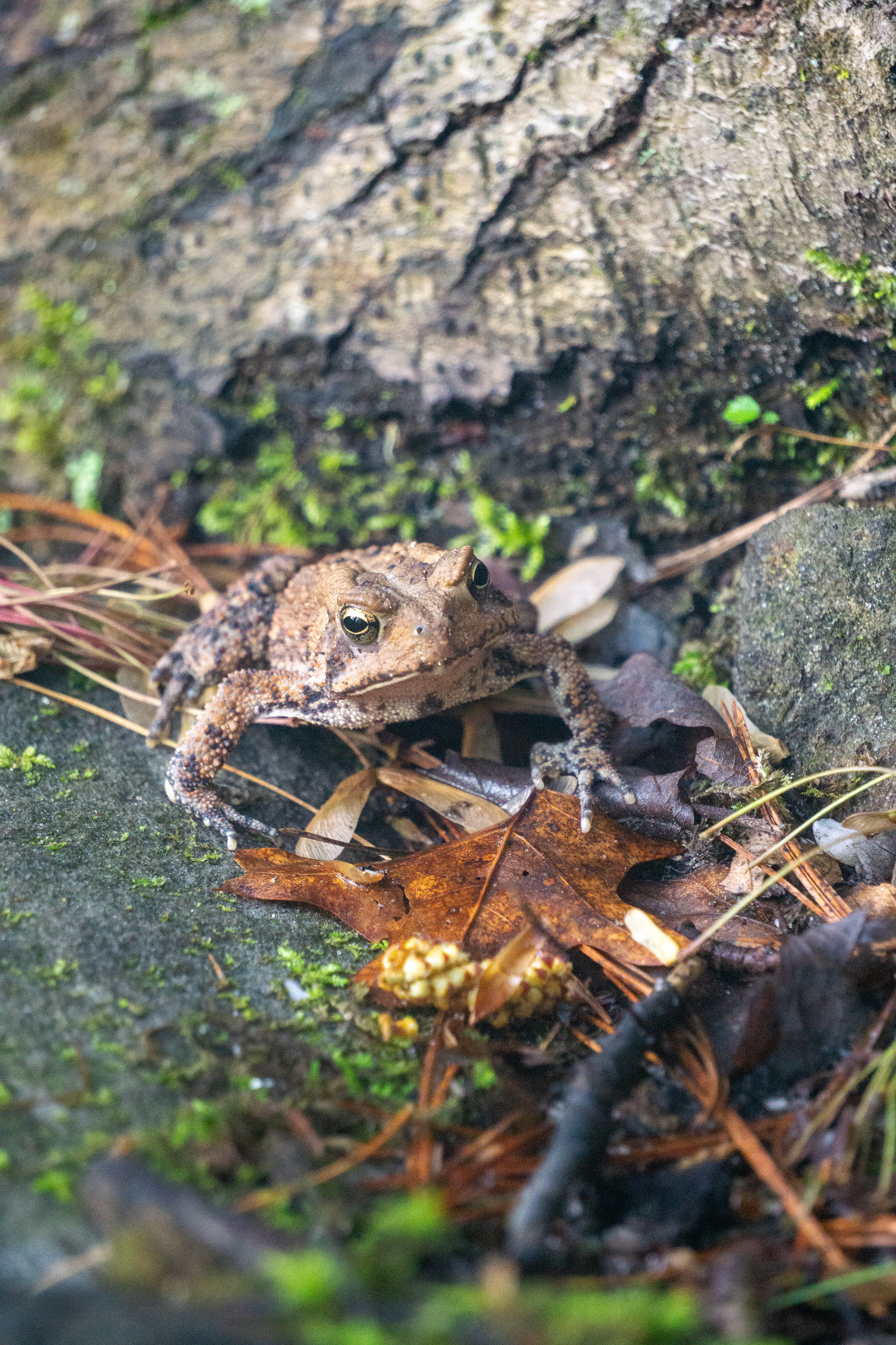 Fowlers Toad