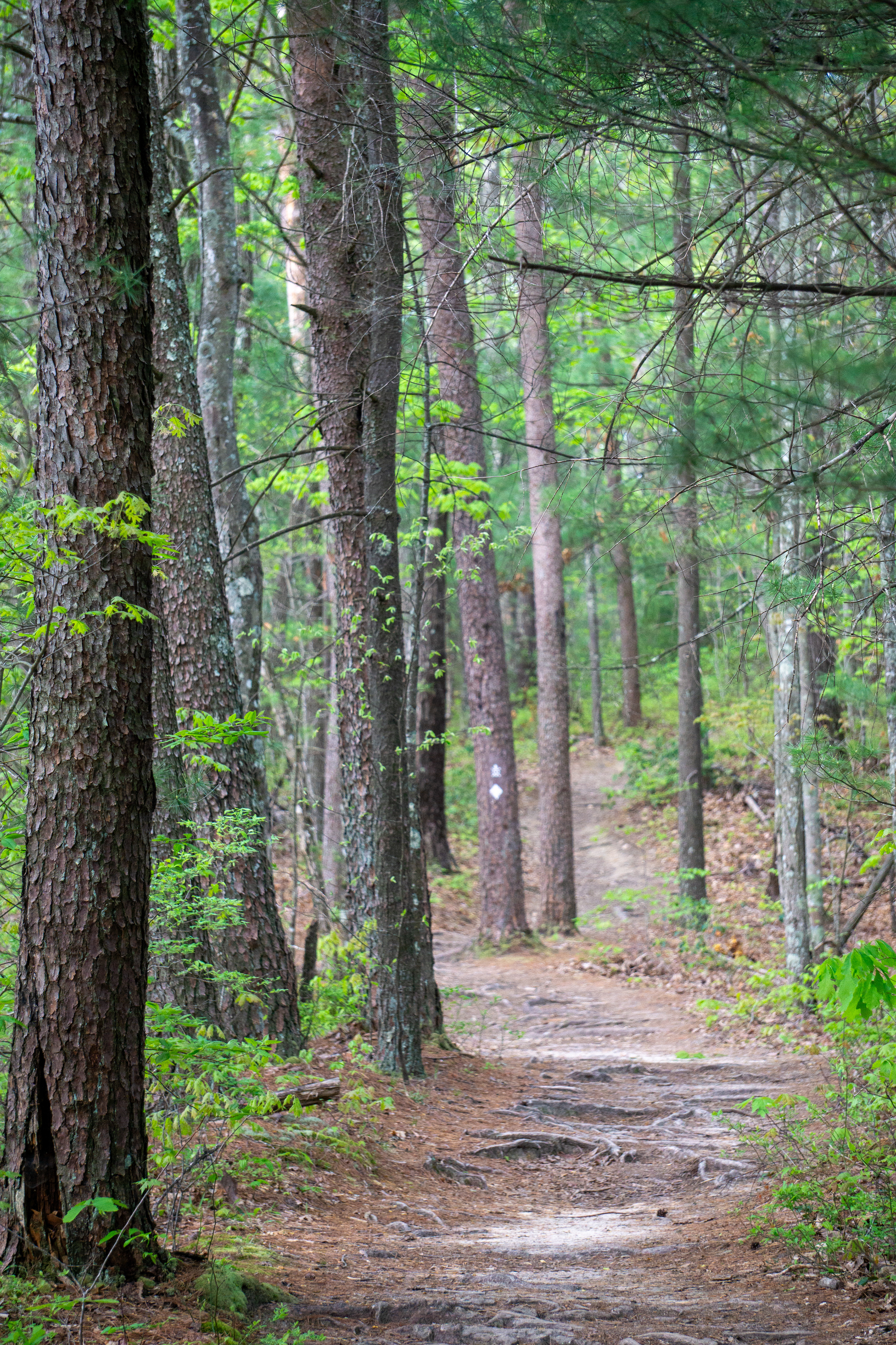 Peaceful trail