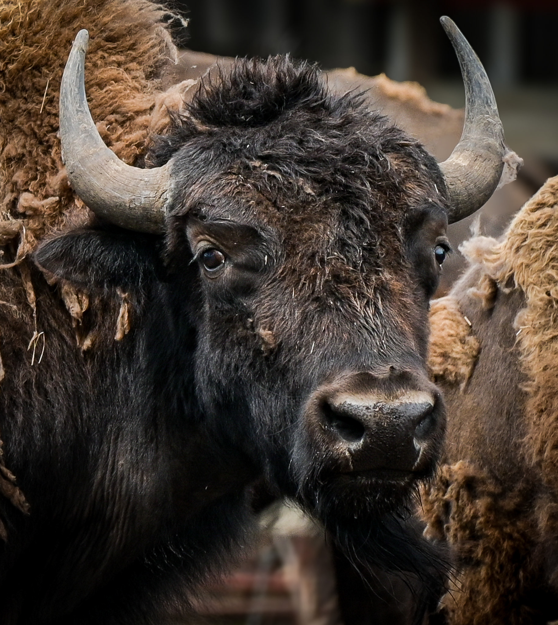 South Dakota Buffalo