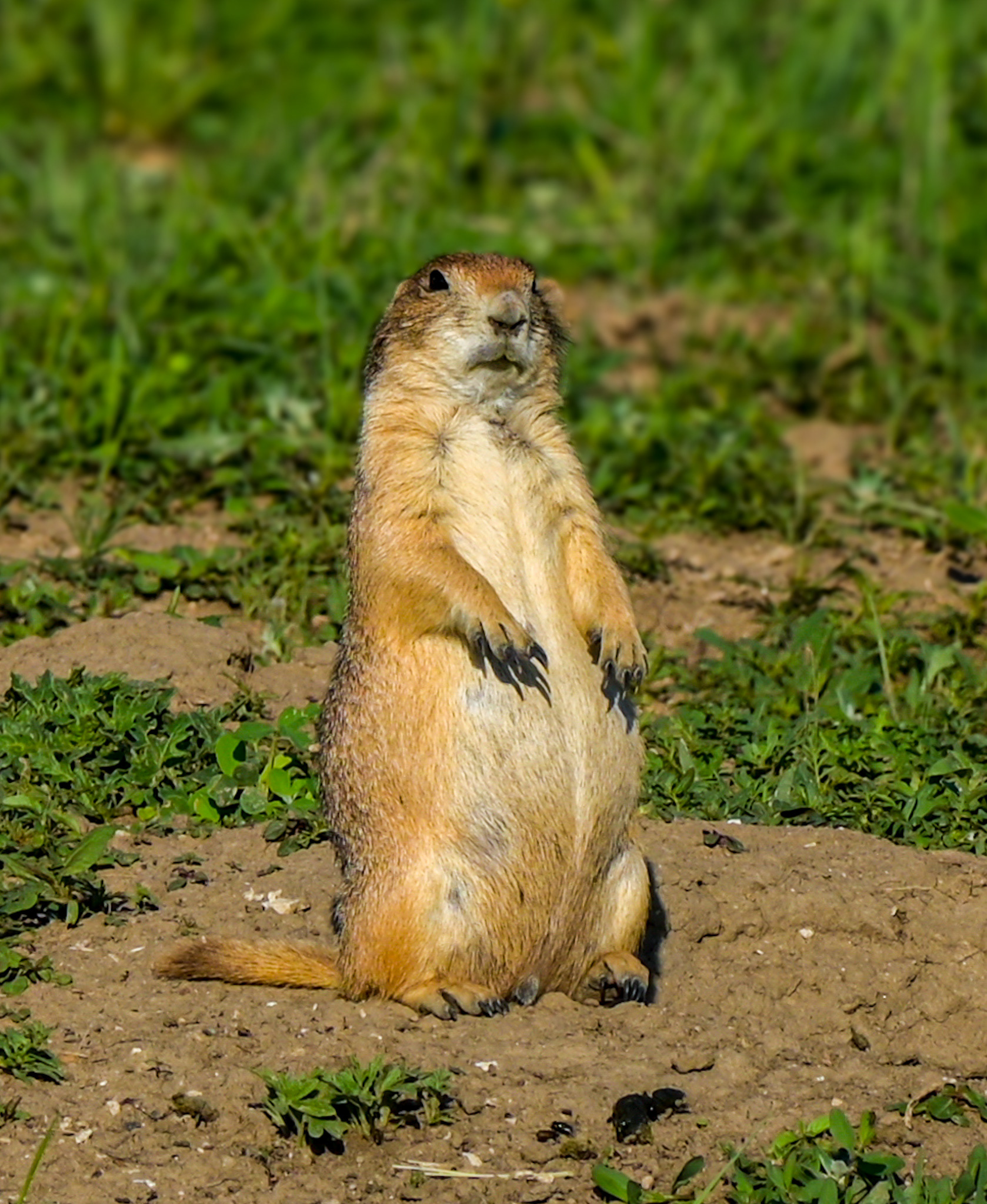 Prairie Dog of the Badlands