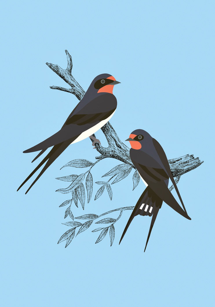 Hirondelle rustique