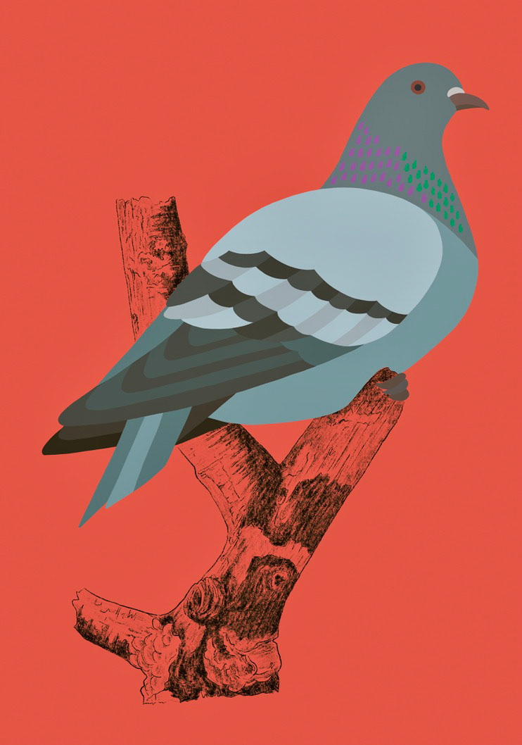 Pigeon biset domestique