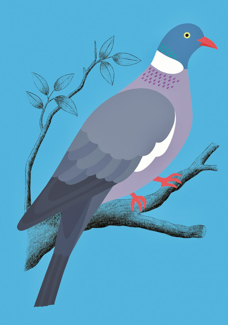 Pigeon ramier
