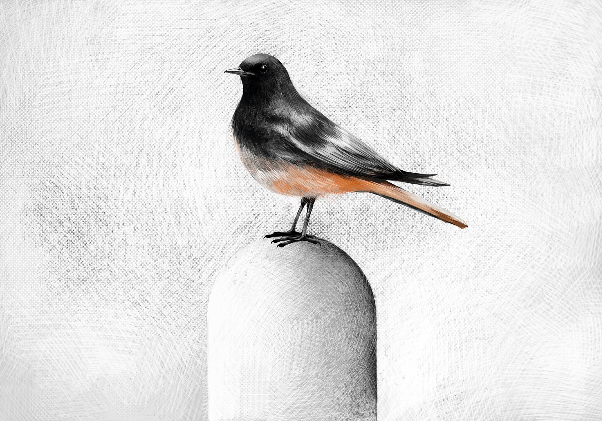 Redstart