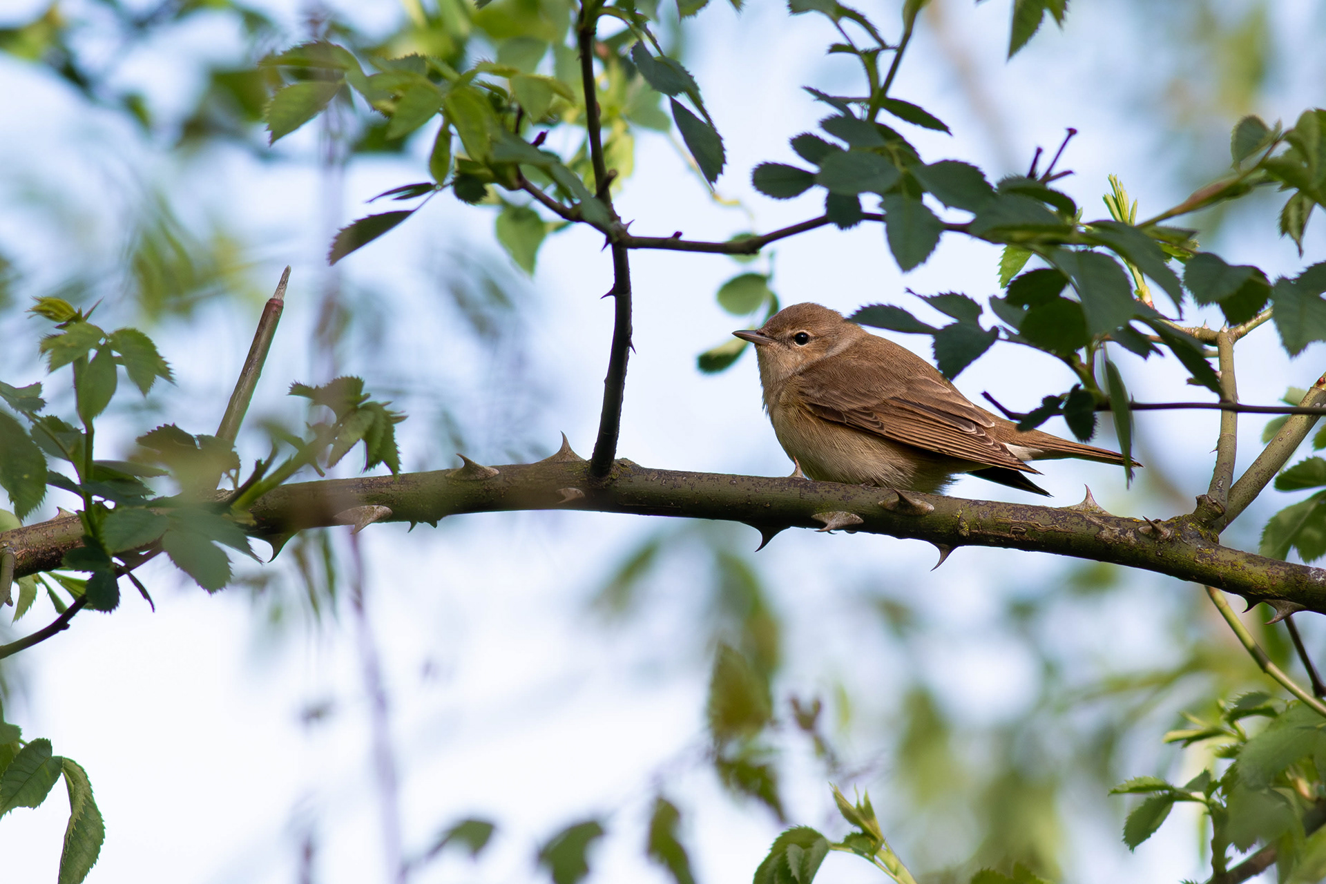 Garden Warbler