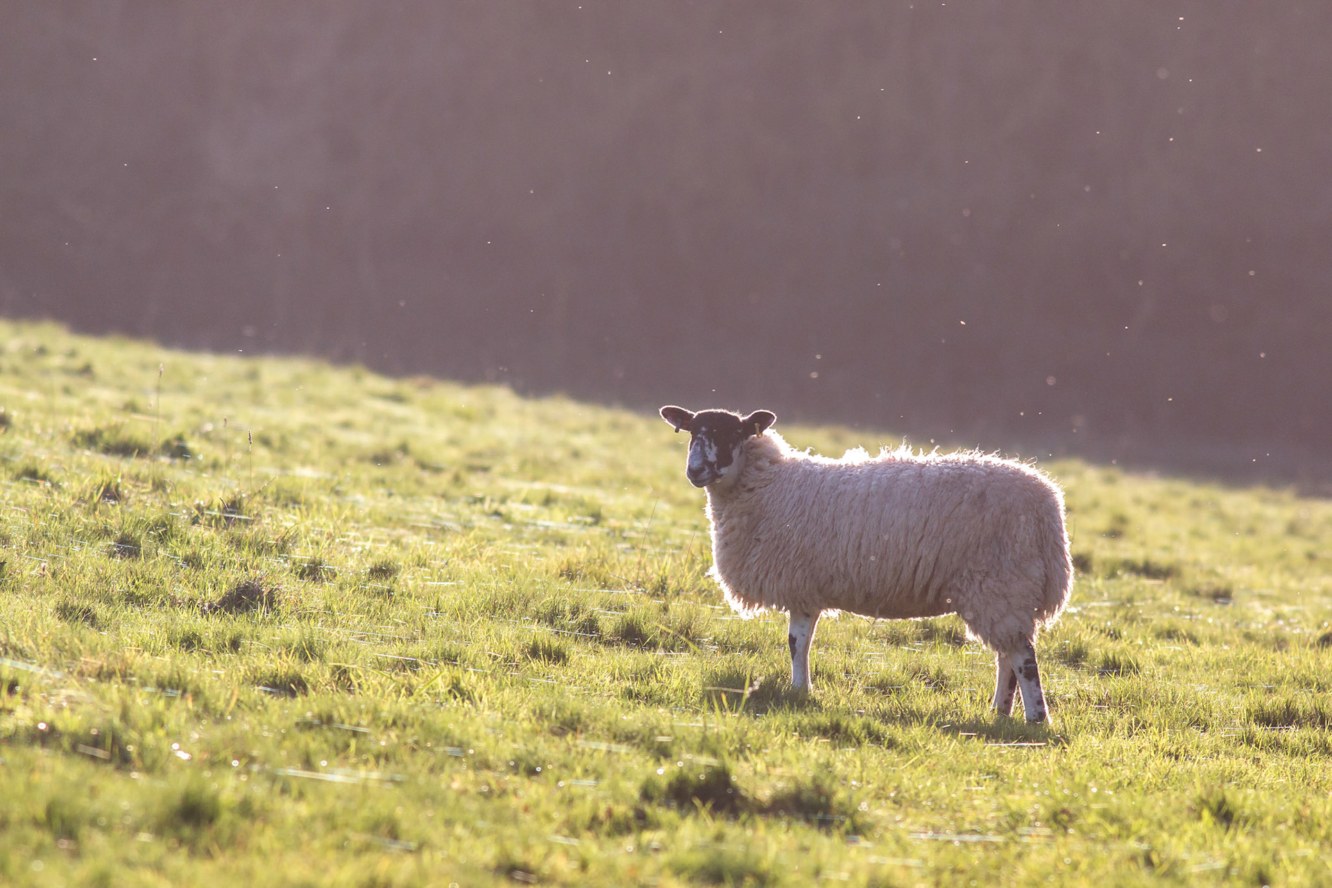 Sheep