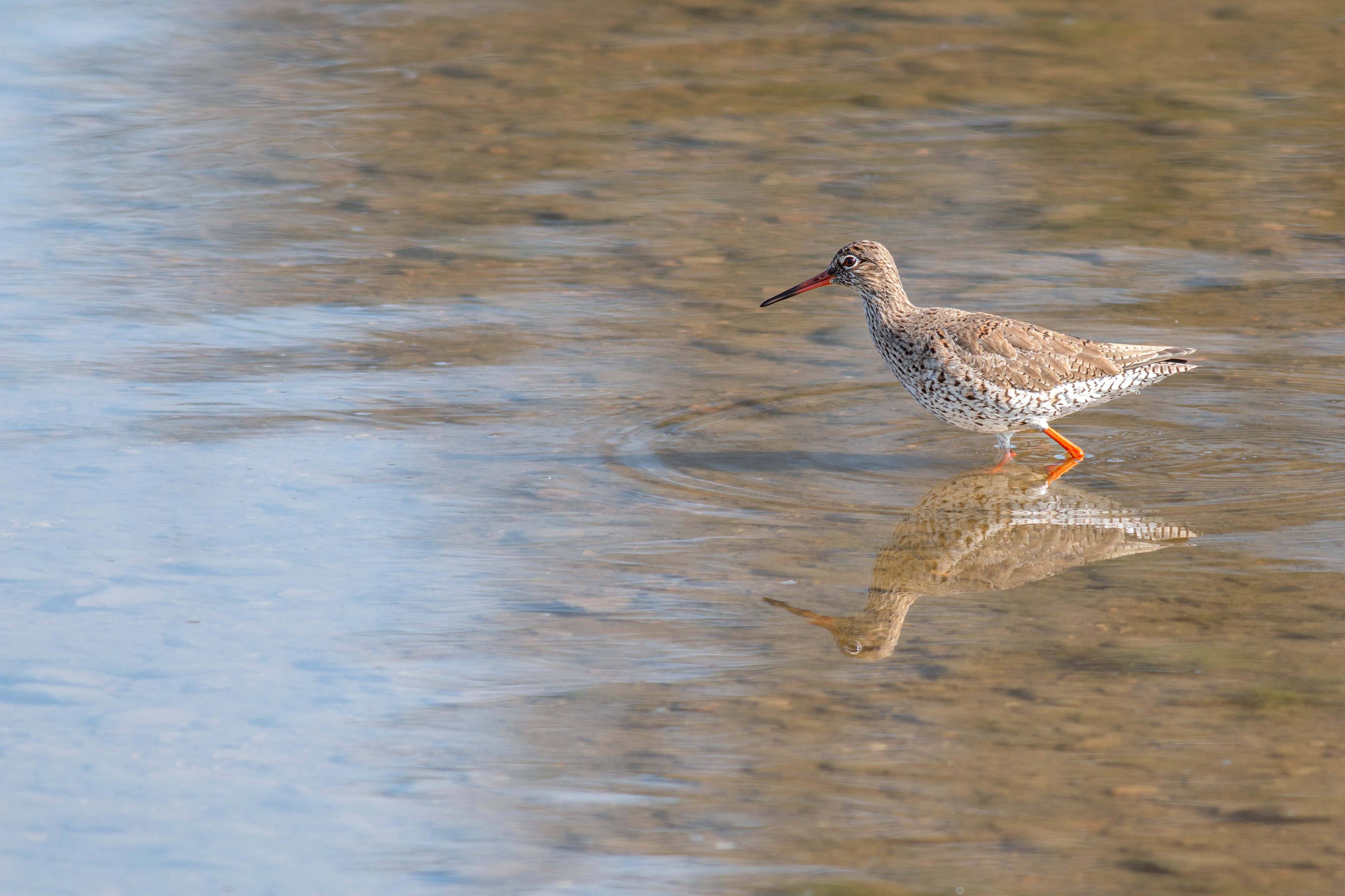 Common Redshank